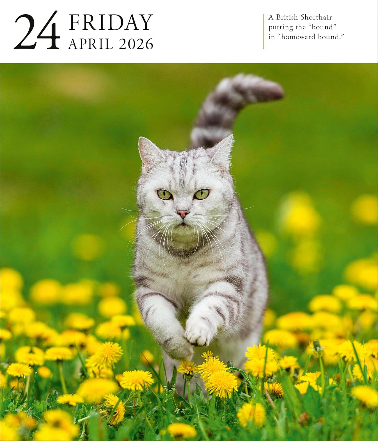Cat Page-A-Day Gallery Calendar 2026: a Delightful Gallery of Cats for Your Desktop image number 4