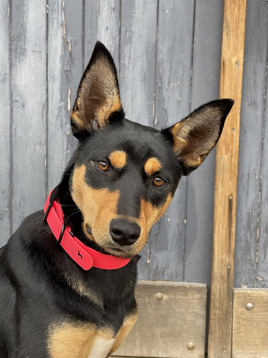 DROVERS Dog and Co Super Tuff Dog Collars- Stink Proof - Pink- Easy Clean (Medium)