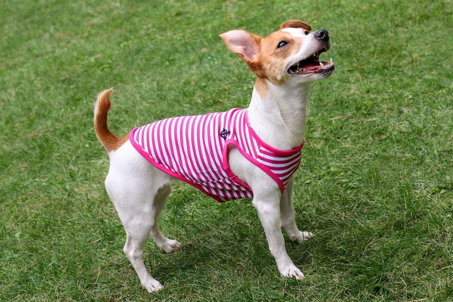 Dog Life Cool Border Marine Pink Dog L Size