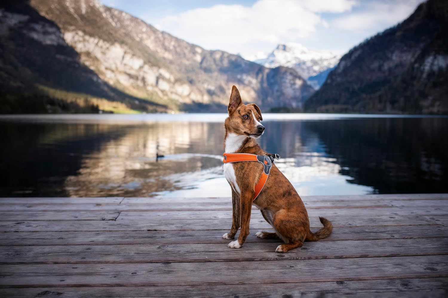 Coralpina Dog & Puppy Harnesses Italian Design & Quality Soft Airmesh (Small, Electric Blue) image number 4