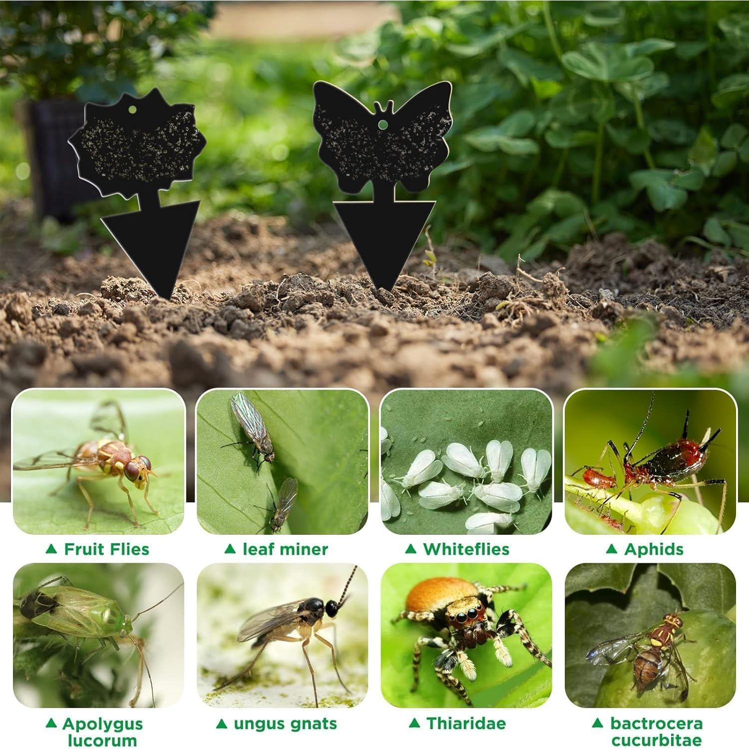 50 Pack Sticky Dual-Sided Gnat Traps,Fruit Fly Trap with Punch Hole,Fungus Gnat Non-Toxic and Odorless for Mosquitoes,Houseplant, Garden,With Twist Ties and Small Shovel (Black) image number 4