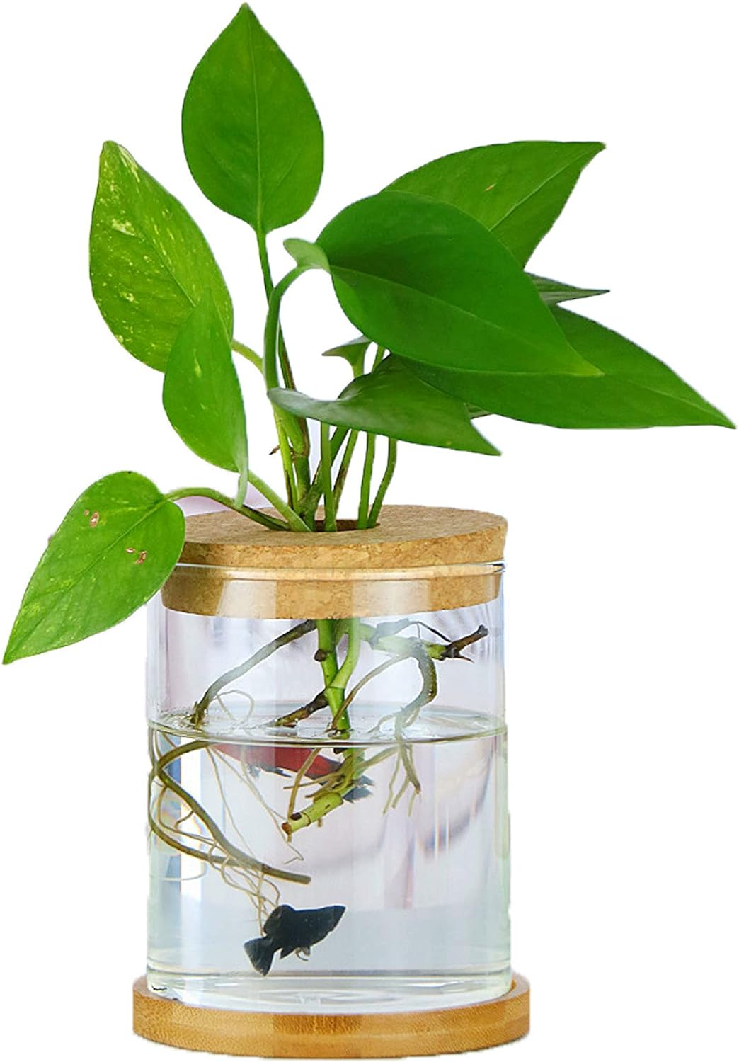 MMIAOO Hydroponic Plant Glass Container,Glass Mini Vase - Micro Landscape Ecological Bottle,Home Decoration Vase,For Water Plants or Flowers,Garden Wall Decoration (Cylinder, 10 * 12Cm)