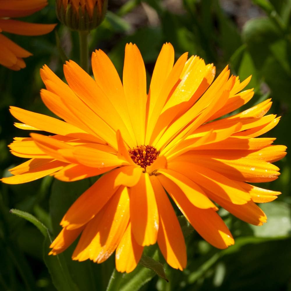 Japan Health and Personal - Neal'S Yard Remedies Geranium & Orange Shower Gel (Body Wash) 200Ml *AF27* image number 4