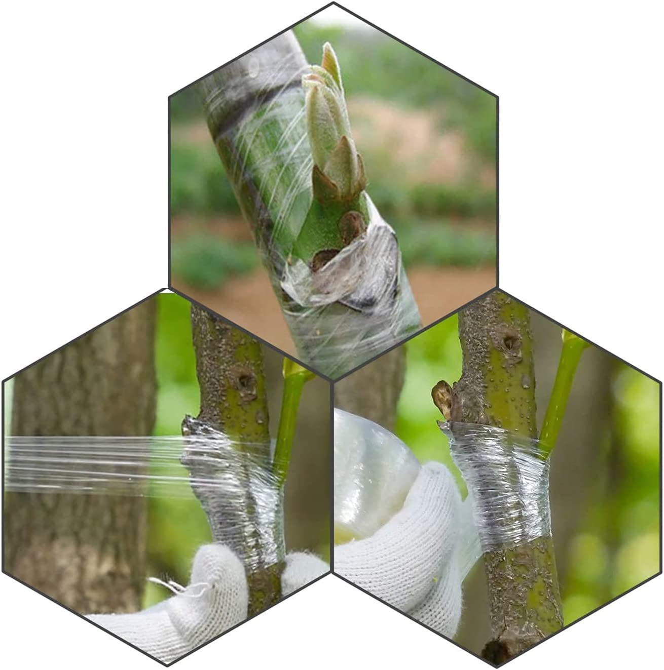 Grafting Tape - 2 Pack Bio-Degradable Moisture Barrier, Stretchable Clear Floristry Film for Fruit Tree Plant image number 5
