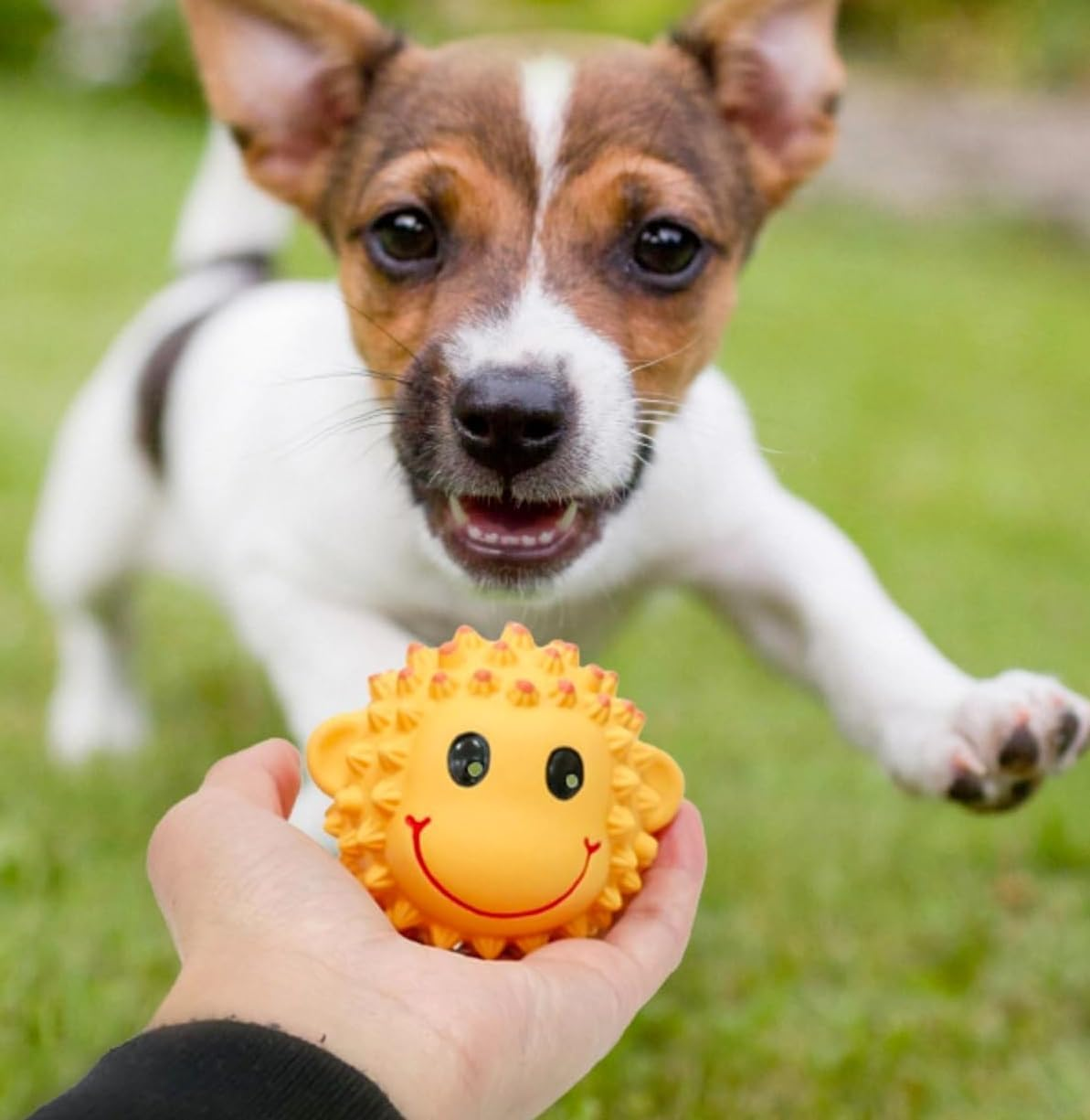 2 Pack Squeaky Dog Toys Interactive Latex Squeak Fetch Play Animal Balls Spiky Soft Rubber Puppy Teeth Clean Pet Toy for Small Medium Dogs (Style1, One Size) image number 5