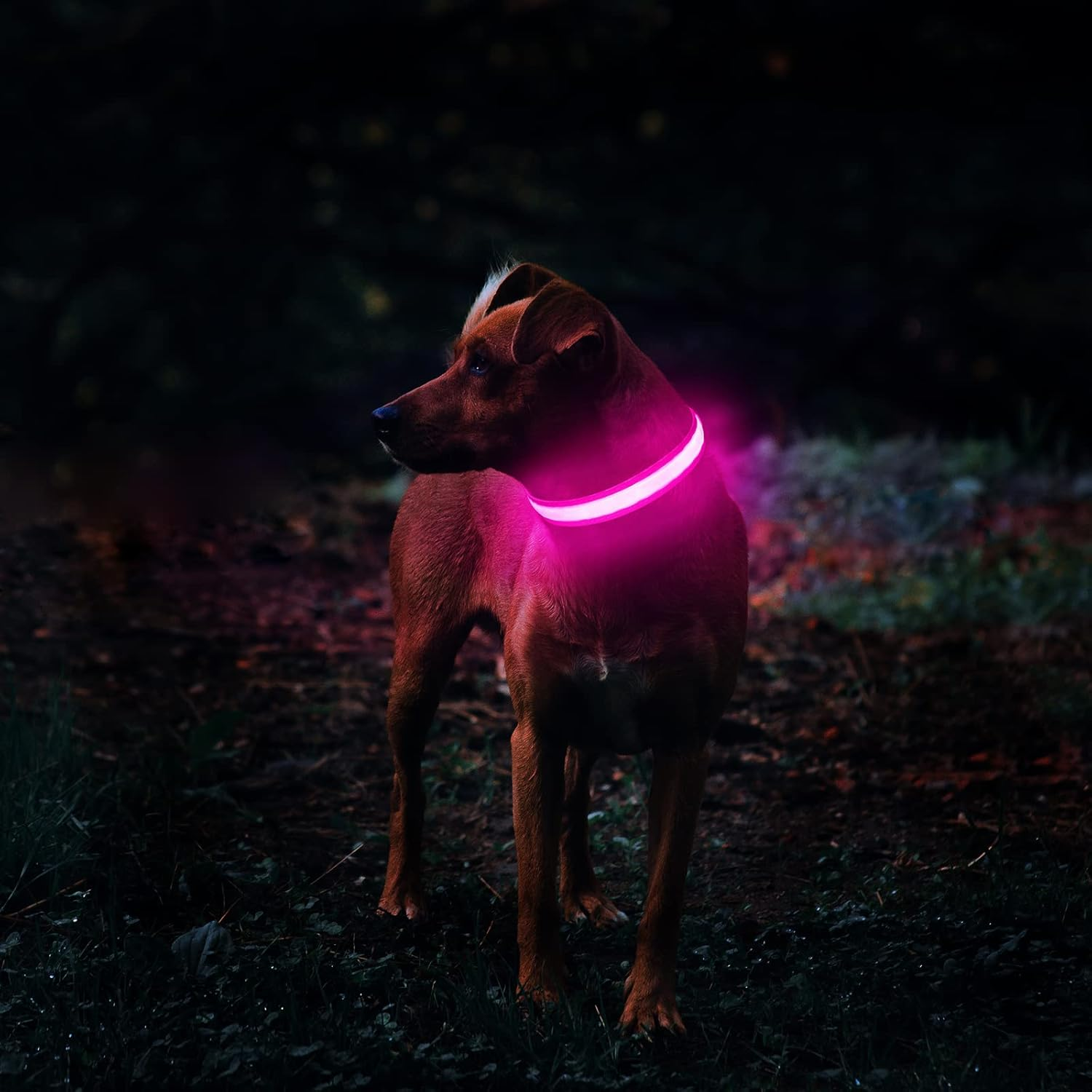 MASBRILL Light up Dog Collar-Rechargeable LED Dog Collar Night Walking Glow Collar Flashing Lighted Dog Collar for Small Medium Large Dogs image number 3