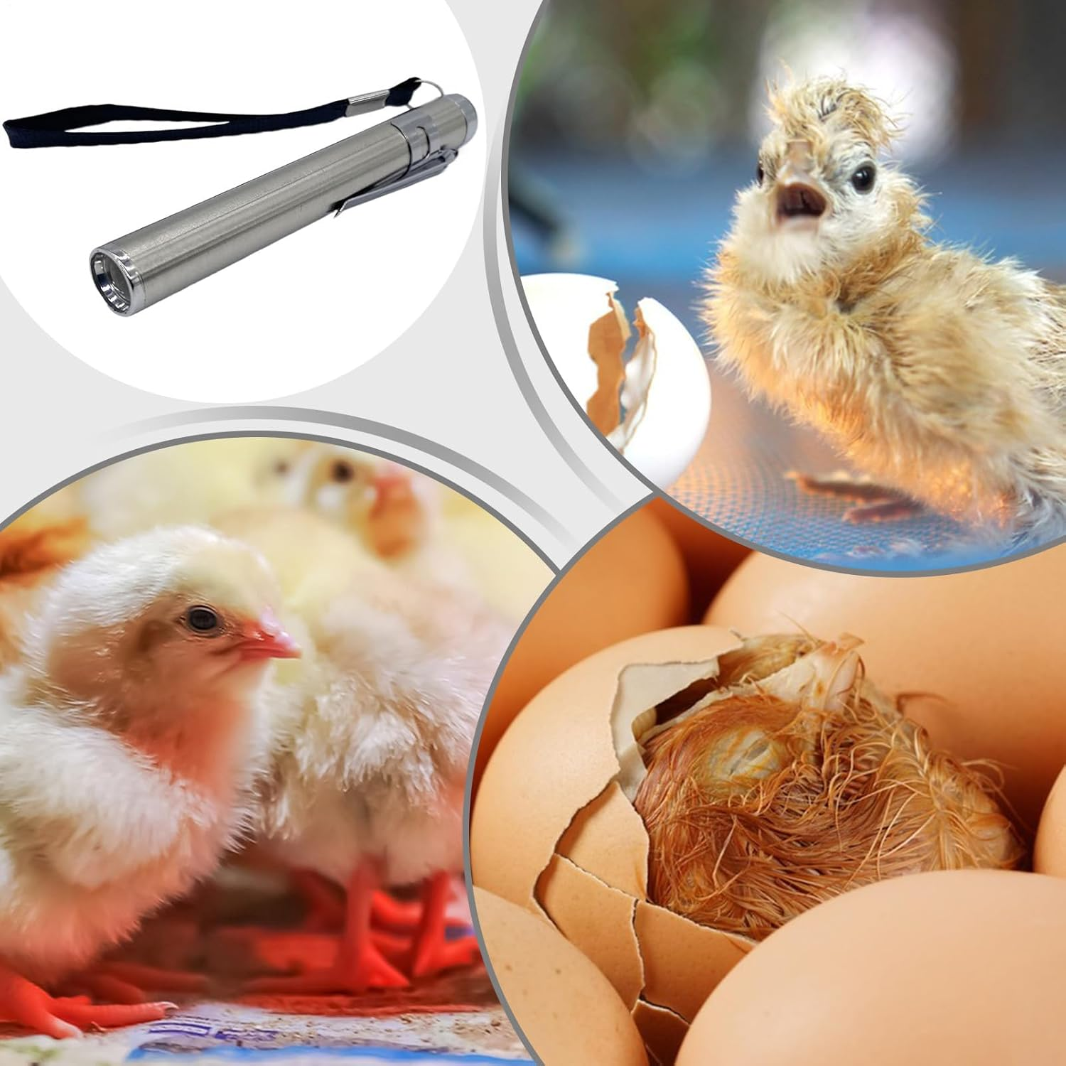 Egg Candler | Portable Egg Candler,Incubator Breeding Lamp for Home Incubation Projects Educational Demonstrations Poultry Care Backyard Chicken Farming image number 3