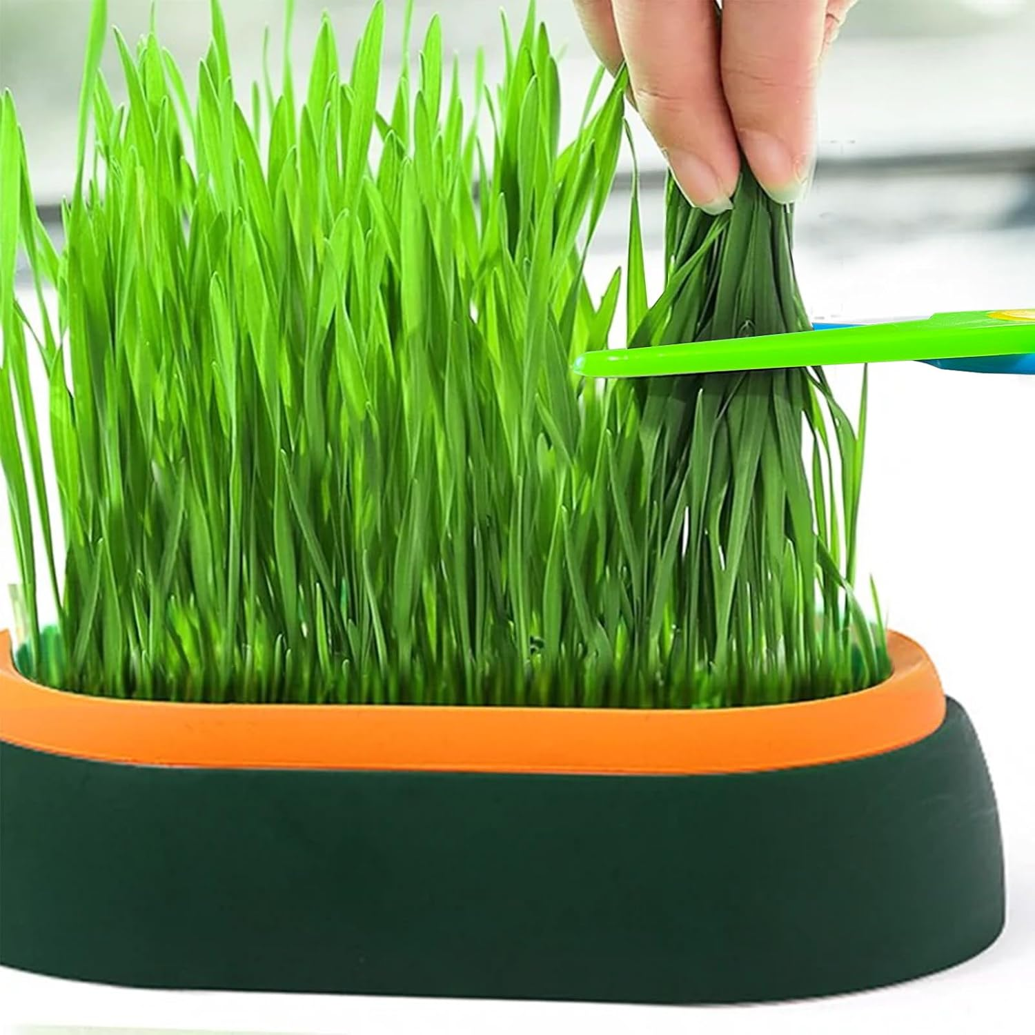 2 Pieces Plastic Catnip Box, Cat Grass Box Tray for Cats, Hydroponic Catnip Planting Box with 6 Seed Bags image number 6