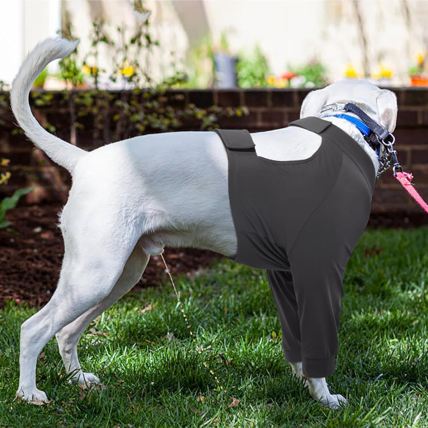 Kuoser Dog Bodysuit after Surgery image number 1