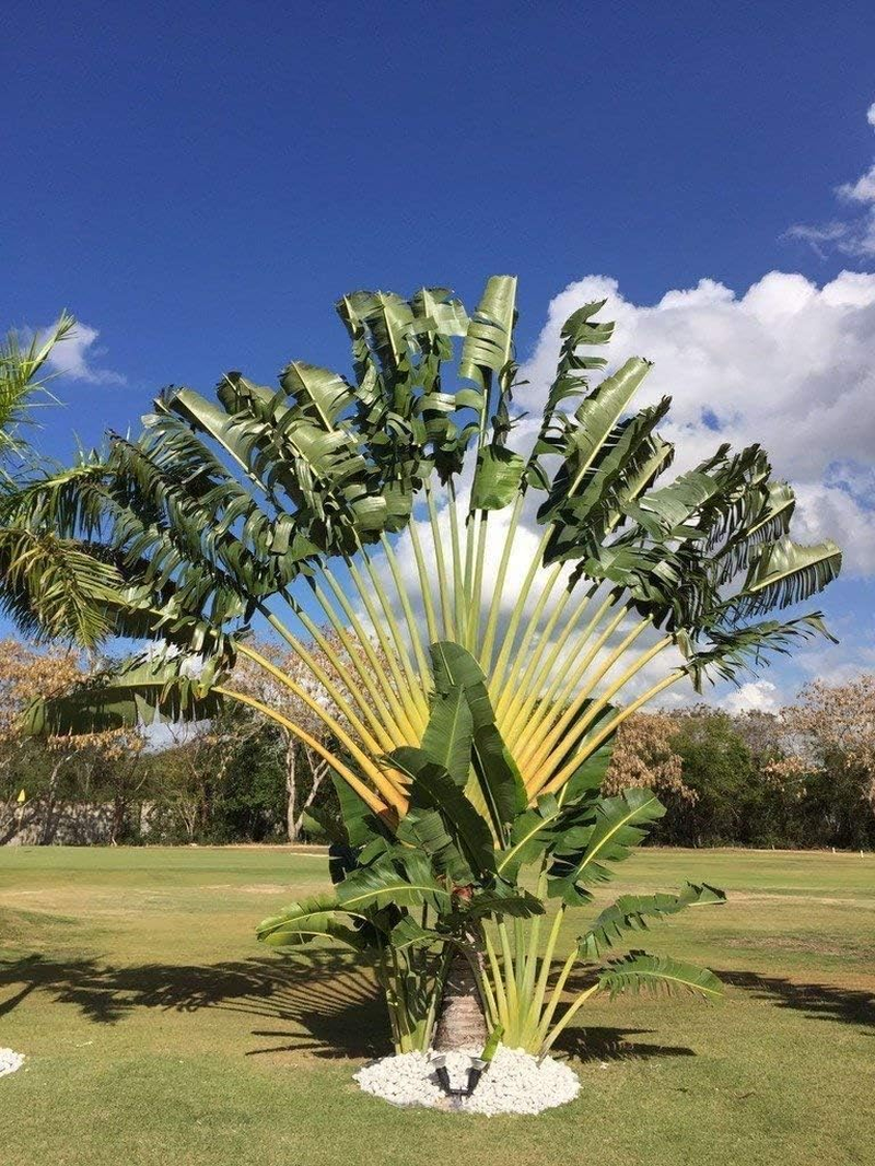 Royal Sapphire Decorative Stone Pebbles Decorative River Rock Stones - Natural White Color Stones Use in Glassware, like Vases, Aquariums and Terrariums to Enhance the Appearance 4.5 Lbs image number 6