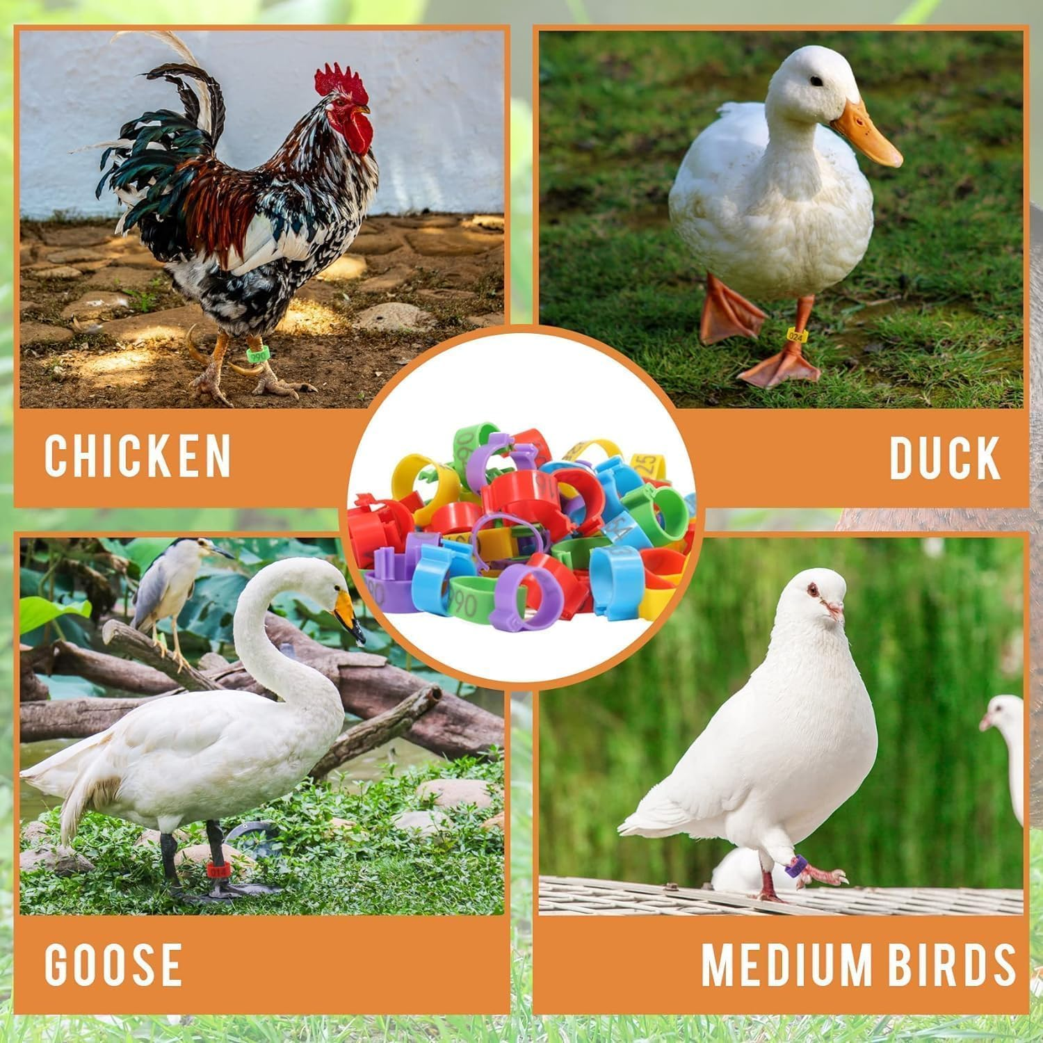 Chickenidentificationleg Bands,100Pcschicken Leg Rings,Chicken Thigh Ring Clip,Numbered Chicken Leg Rings,Numberedchickenidentification Legbands,Chickensduckslegrings,Chicken Leg Bands Rings image number 6