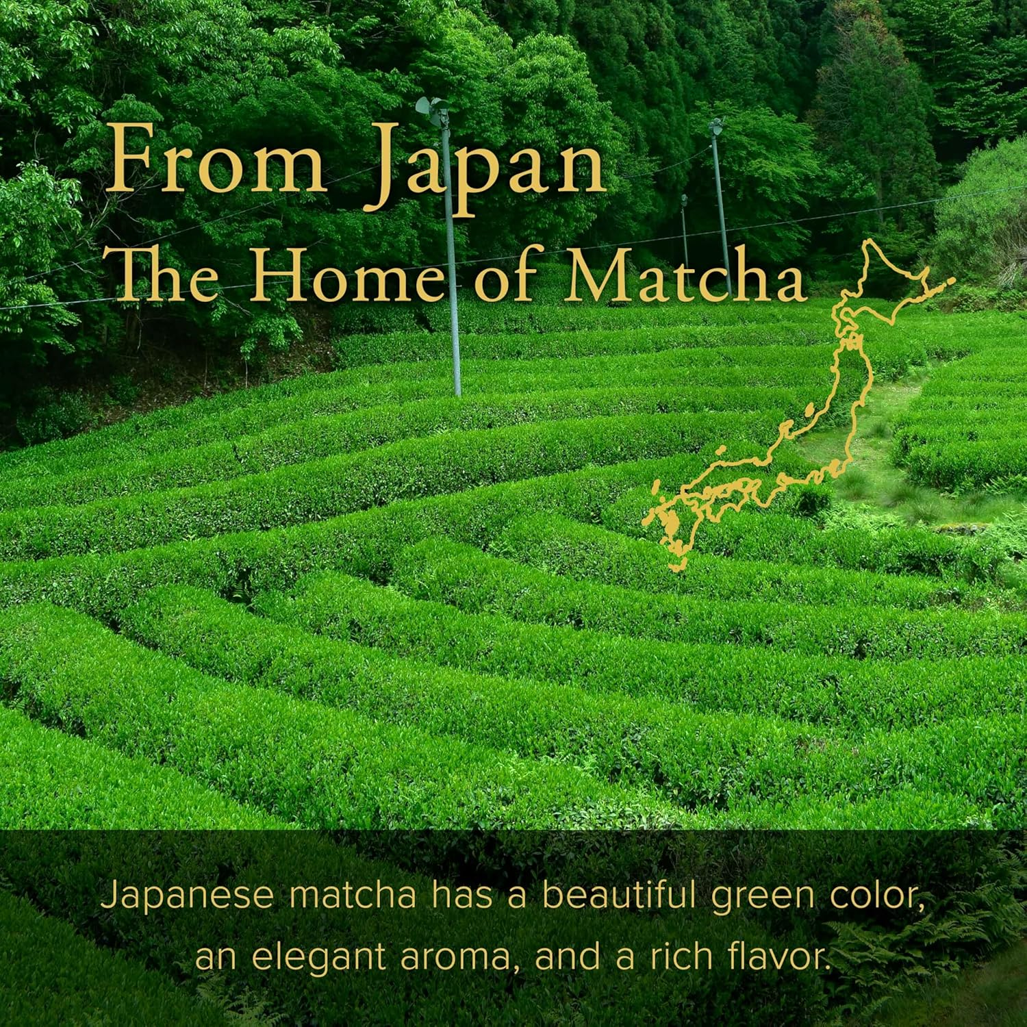 YAMASAN KYOTO UJI Culinary Grade Matcha USUGUMO, for Cooking, Baking and Lattes, Authentic Japanese Origin, Vegan, Sugar Free, Made in Japan 200G image number 1