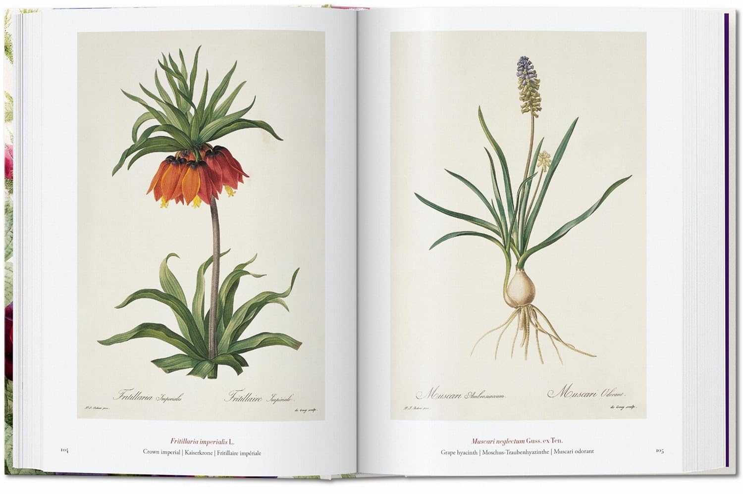 Redout&eacute;. the Book of Flowers. 40Th Ed. image number 5