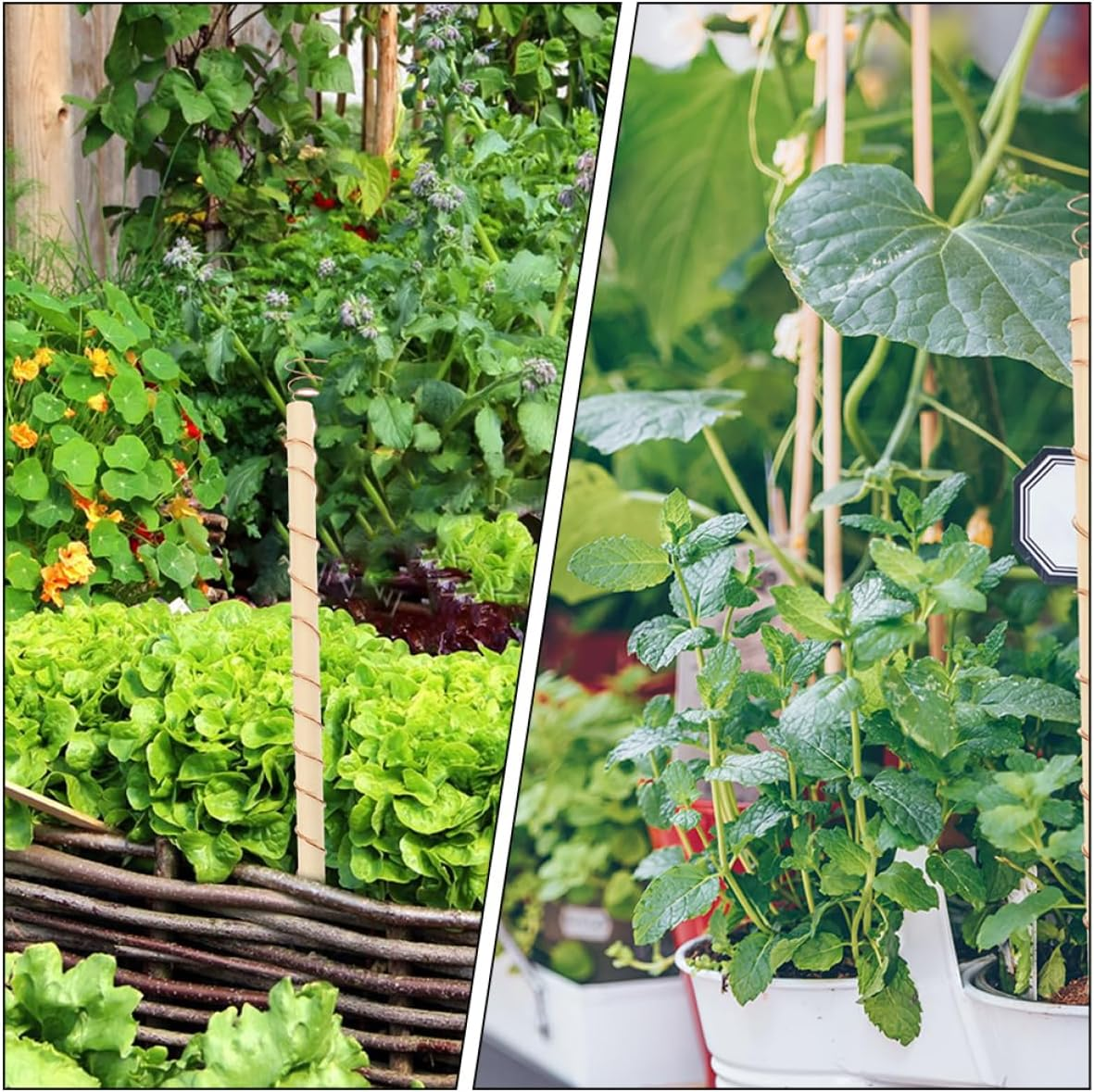 Kisangel Electroculture Plant Stakes for Gardening Stakes and Supports Plant Support Kit image number 3