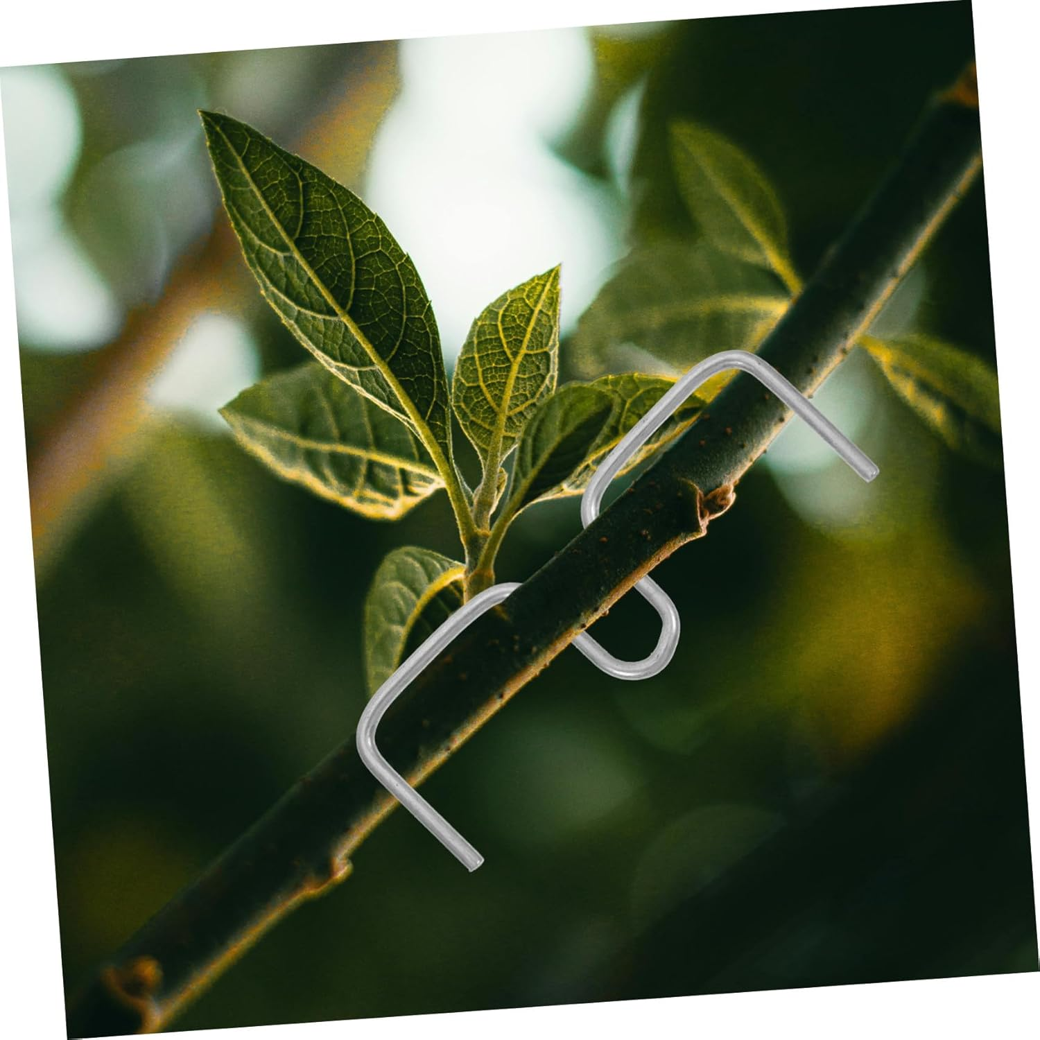 JOINPAYA Plant Branch Spreader and Bending Clamps for Fruit Trees Gardening 8Cm M-Shaped Branch Fixing Tools 50 Pieces for Tree Shaping and Support image number 6
