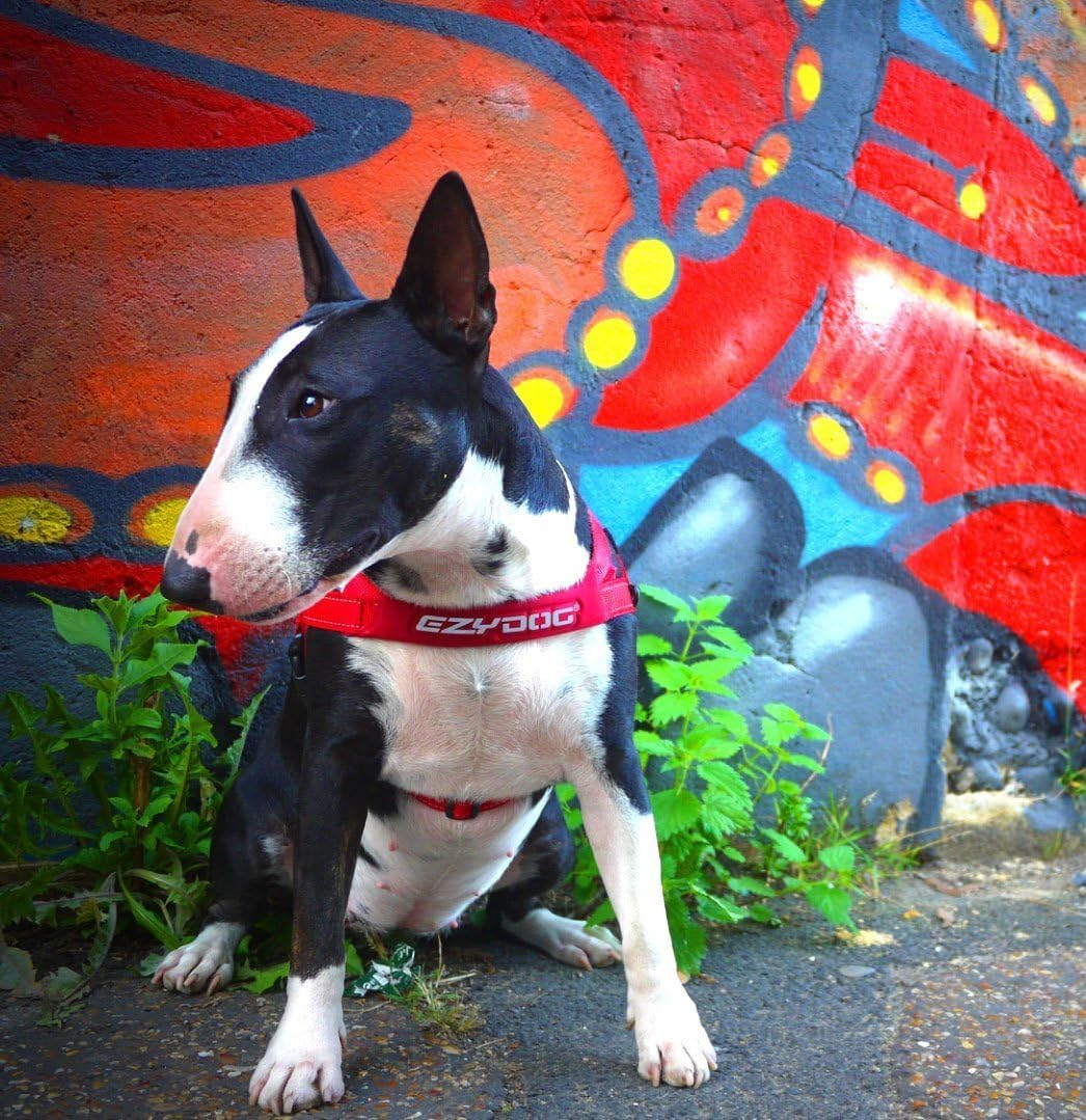 Ezydog Quick Fit Dog Harness - Easy to Fit Walking Harnesses for Small, Medium and Large Dogs - Neoprene Sleeve, Accessory D-Ring, Reflective (XS, Blue) image number 6