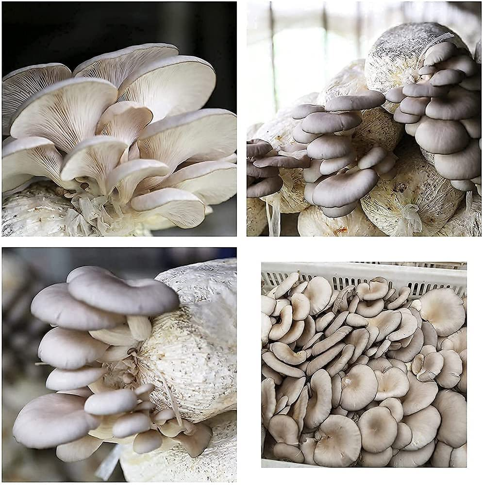 100Pcs Mushroom Grow Bags Grains Spawn Substrate High Temp Pre Sealable Square Bag AU image number 5