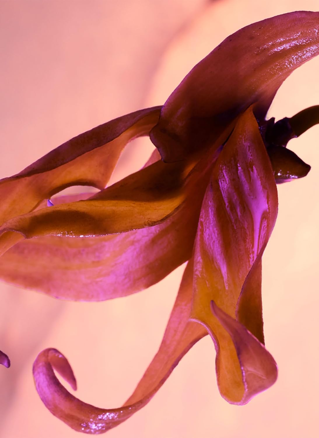 Paco Rabanne Olympea Solar