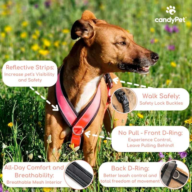 Reflective Y Shaped Dog Harness Ideal for Lebreles: Italian Greyhound Whippet Greyhound Podenco - Safe, Breathable and Durable, Perfect for Hiking, Training and Running image number 5