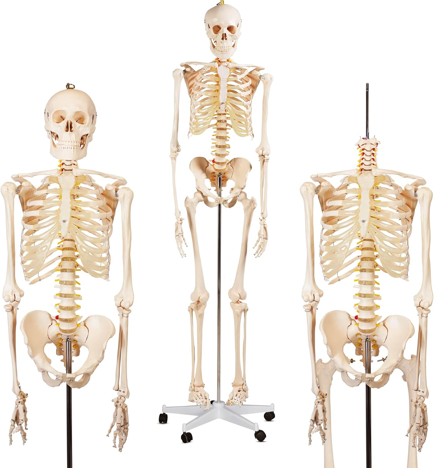 Bergmann Human Skeleton Model - 180Cm Life Size Skeleton W Spinal Nerves - Accurate Skeletal - Rolling Stand, Dust Cover - Anatomy Skeleton Medical - Articulated Skeleton Bone Model (180Cm W Nerves) image number 4