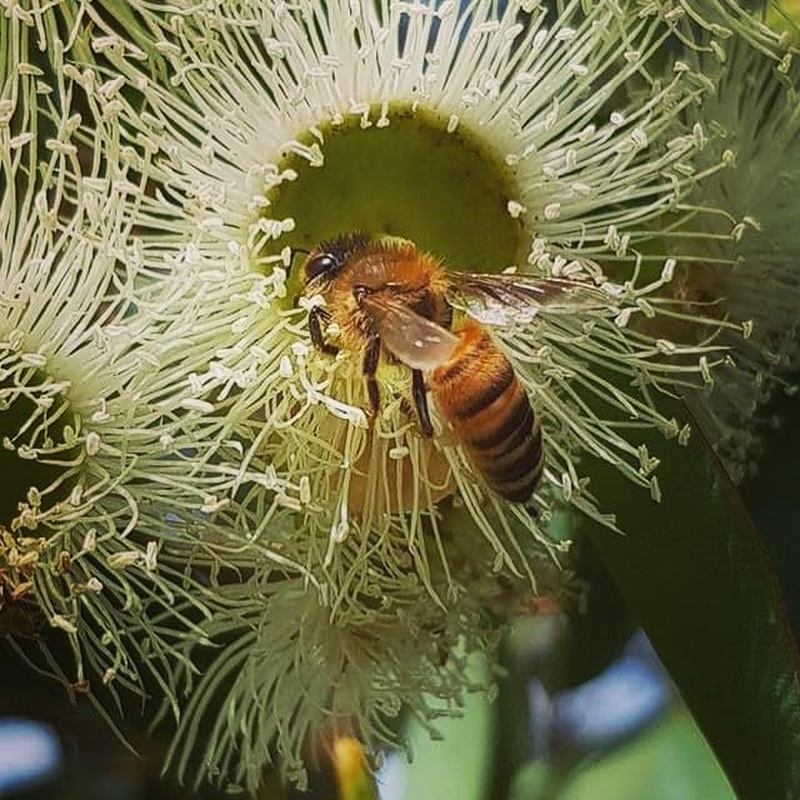 VORA Australian Jarrah Honey | Raw | Pure | Gmo-Free | TA35+ (Manuka Honey MGO Level 1200+) Premium Honey, Plastic Jar 250G image number 3