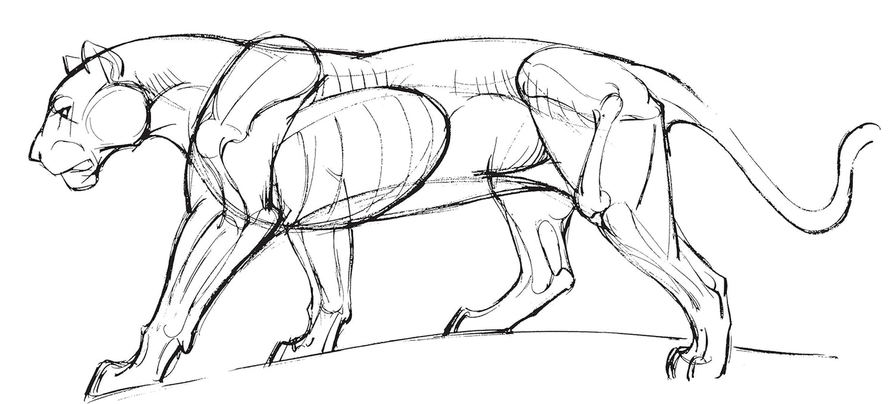 Art of Animal Drawing: Construction, Action Analysis, Caricature image number 4