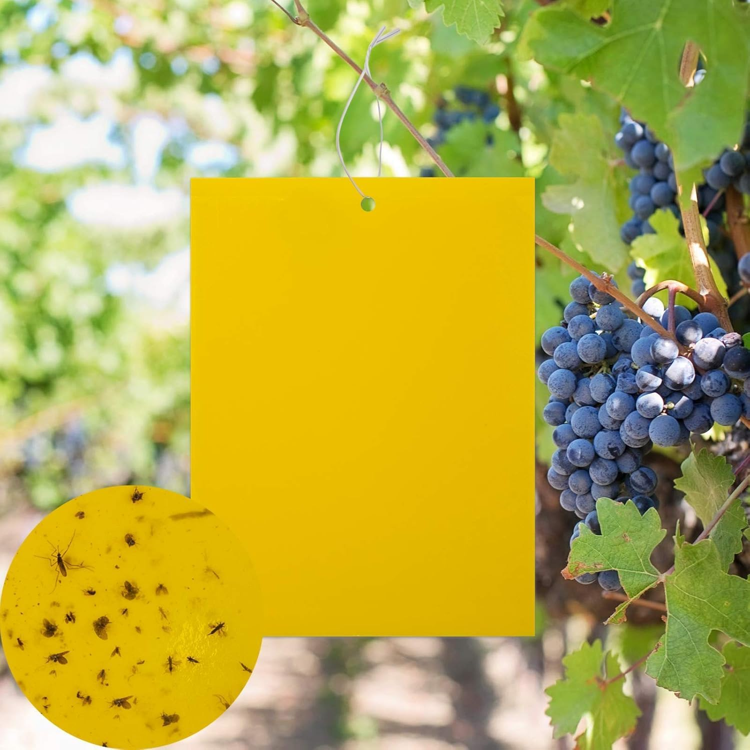 20-Pack Yellow Dual-Sided Sticky Fly Traps for Plant Insect like Fungus Gnats Flying Aphid, Whiteflies, Leafminers, Other Flying Plant Insect image number 1