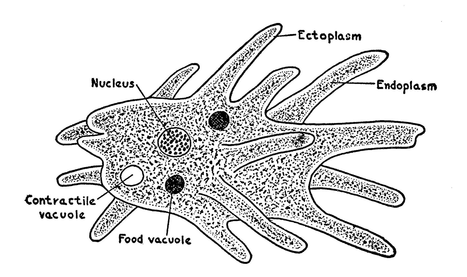 Adventures with a Microscope
