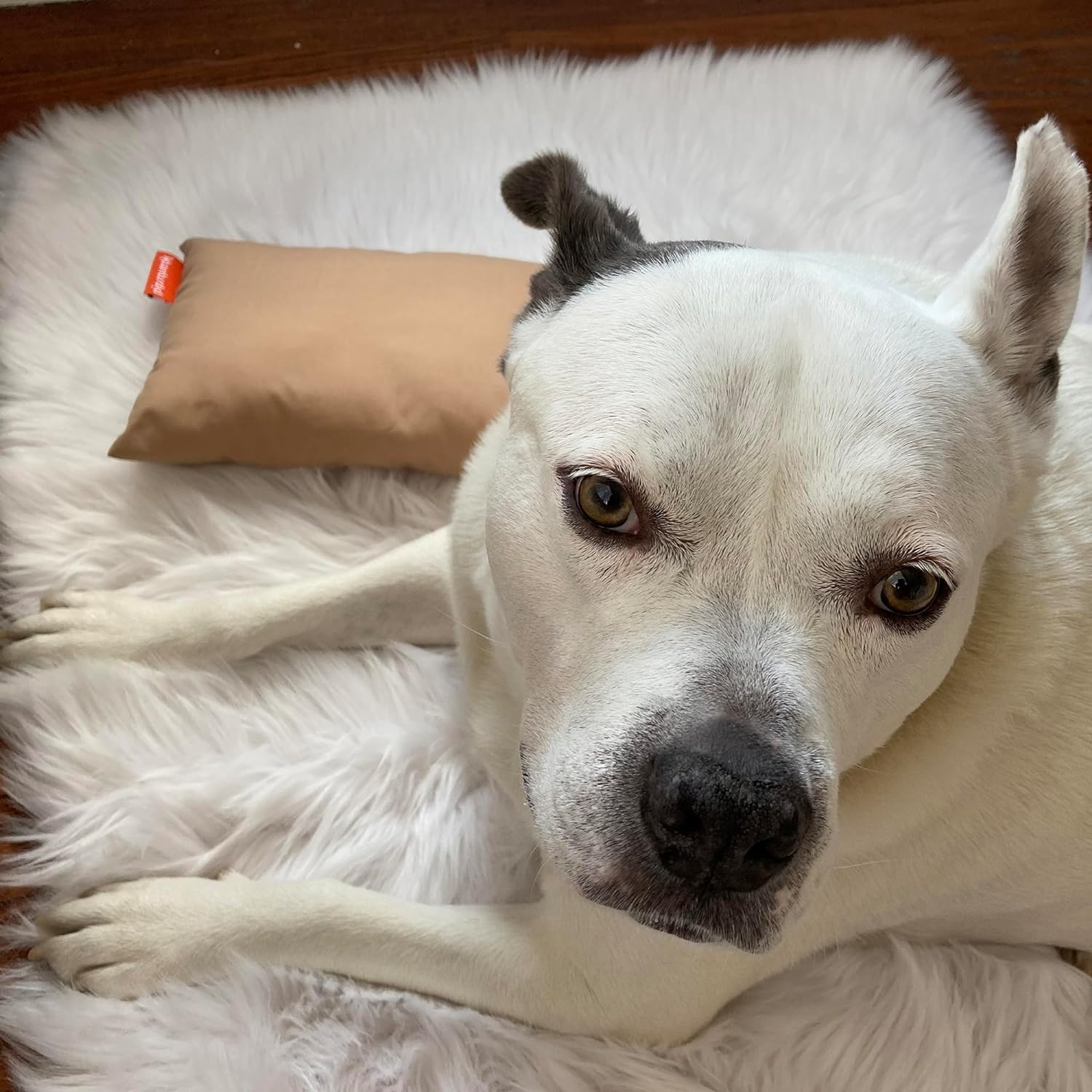 Urban Infant Pipsqueak Small Pillow - Mini 11X7 - Tiny Pillow for Travel, Dogs, Kids and Chairs - Blue image number 2