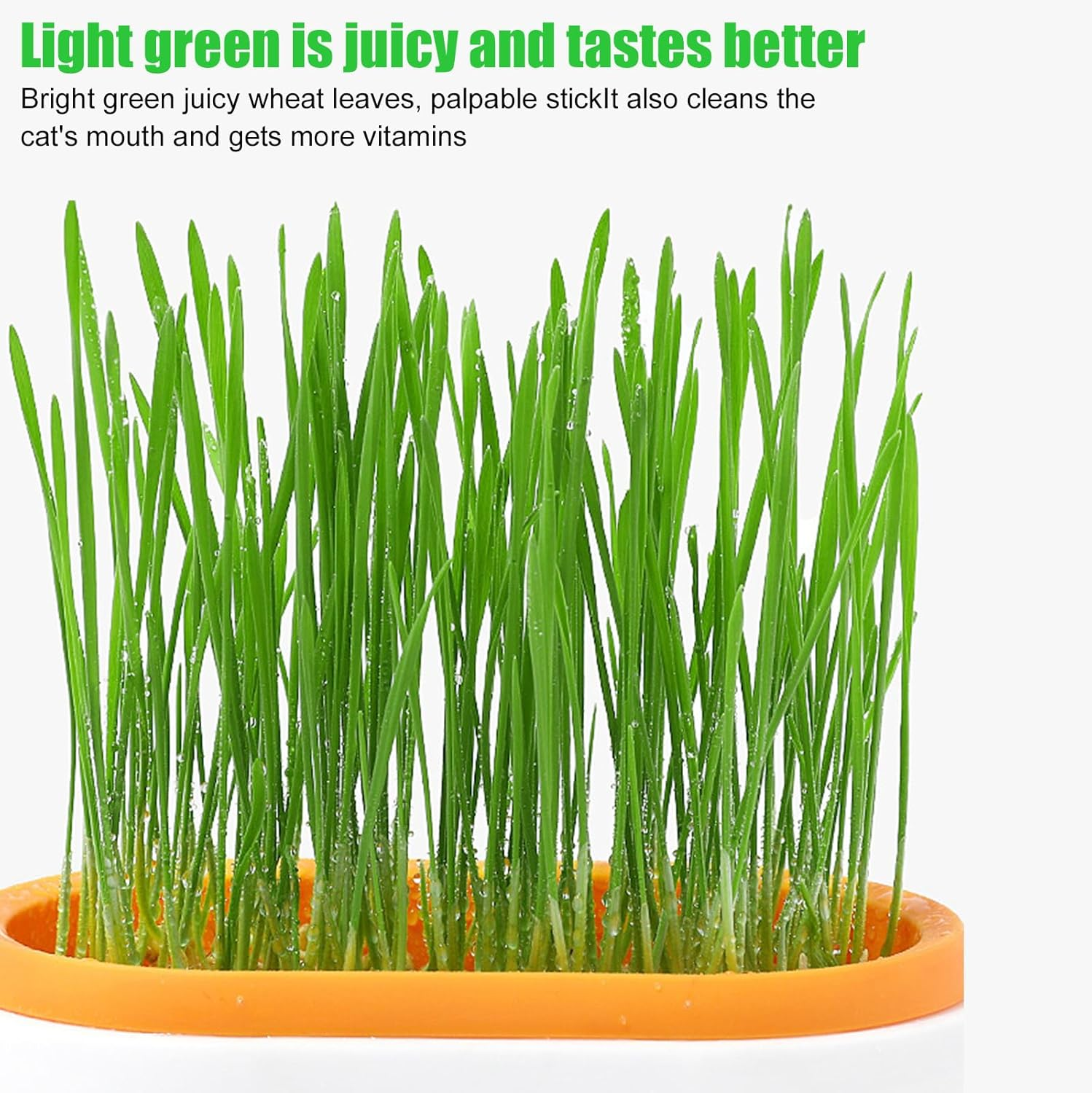 HOMURY Cat Grass Tray Growth Set: Plastic Comfortable Cat Grass Case, 2 Pieces Hydroponic Cat Grass Box with 6 Bag Seed, Cat Grass Germination Tray for Cat Dogs Pets image number 6