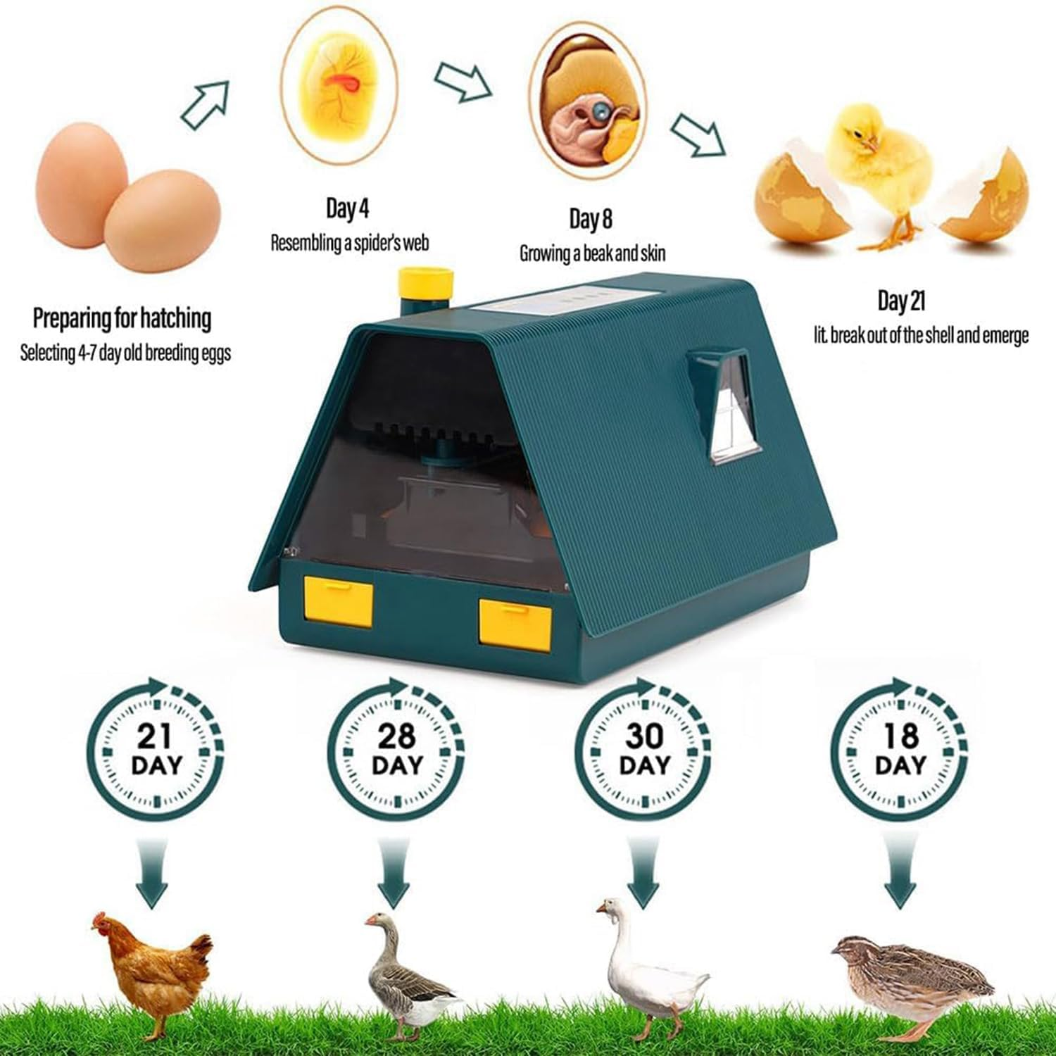 Premium Egg Incubator, Automatic Egg Hatching Incubator, 10 Eggs Poultry Hatcher with Automatic Temperature Control for Hatching, Chicken, Duck, Goose, Quail, Bird Eggs (Green)