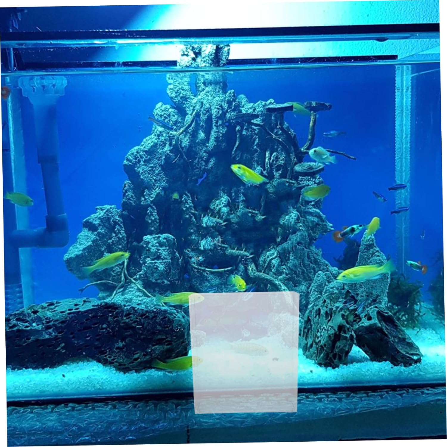 LRXIYODE Small Fish Breeding Box Aquarium Tank Portable Desktop Aquarium Tank for Fish Isolation and Shrimp Hatchery Suitable for Betta and Small Aquatic Pets image number 6