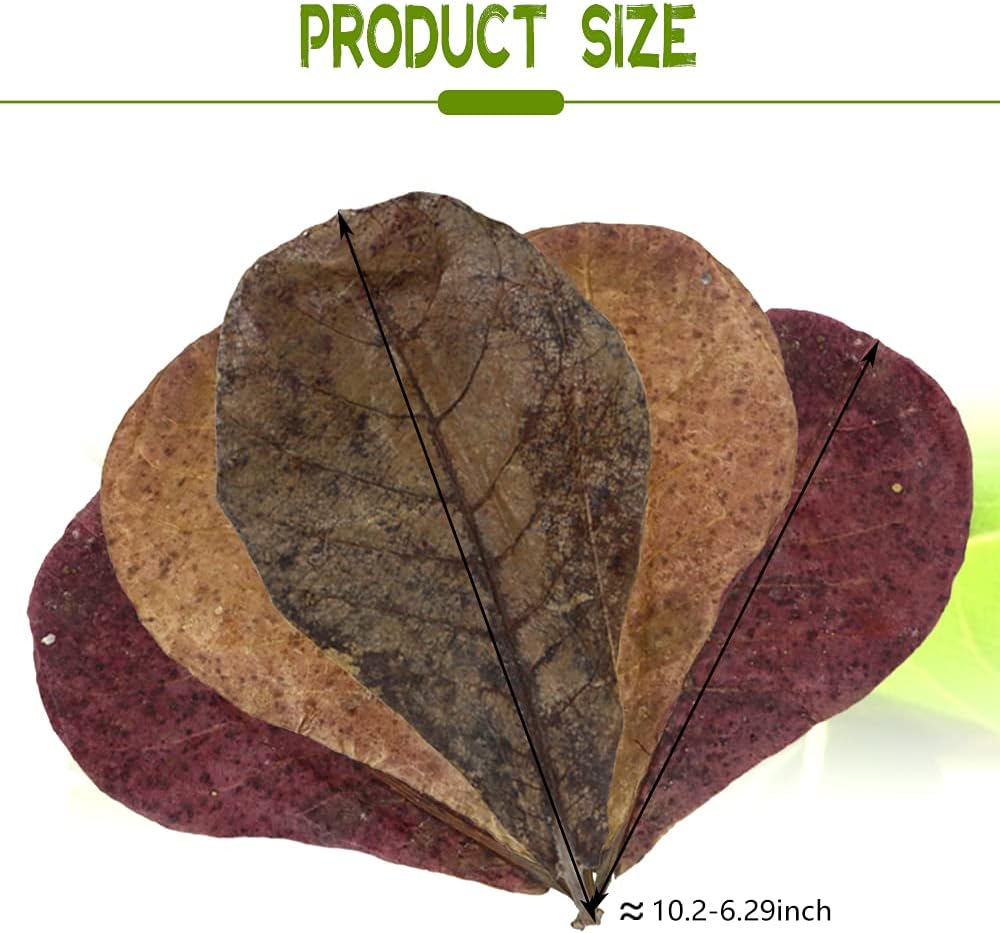 Leonbach 100 Pcs Large Catappa for Fish,5-8 Inch 250G Indian Almond Leaves Creates Native Environment,Catappa Leaves Beta Fish Leaf for Aquarium Shrimp Tank Decorations Water Conditioner