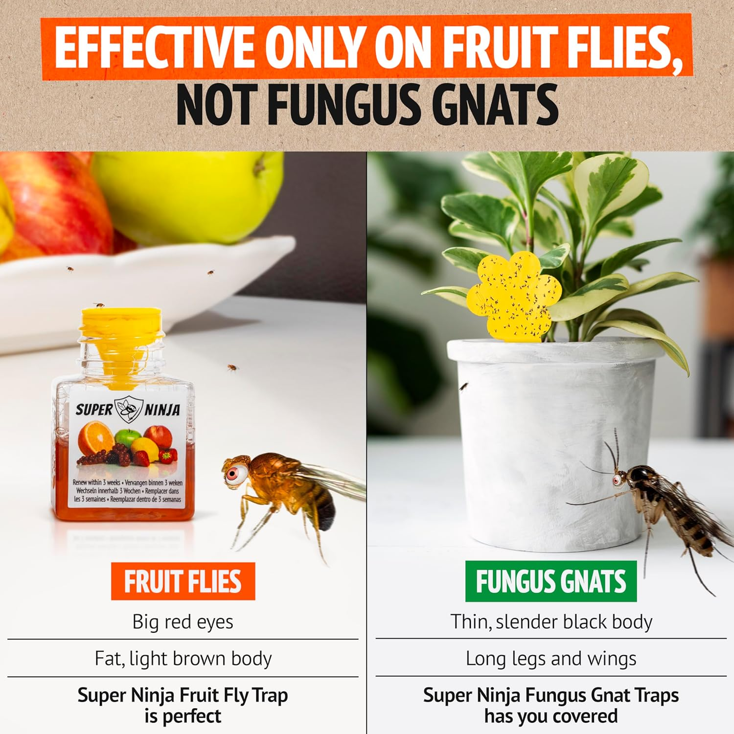 Super Ninja Fruit Fly Trap - 12 Pack, Highly Effective Fruit Fly Trap for Indoors, Home & Kitchen, up to 3 Weeks of Performance per Bottle, Kid & Pet Friendly image number 3
