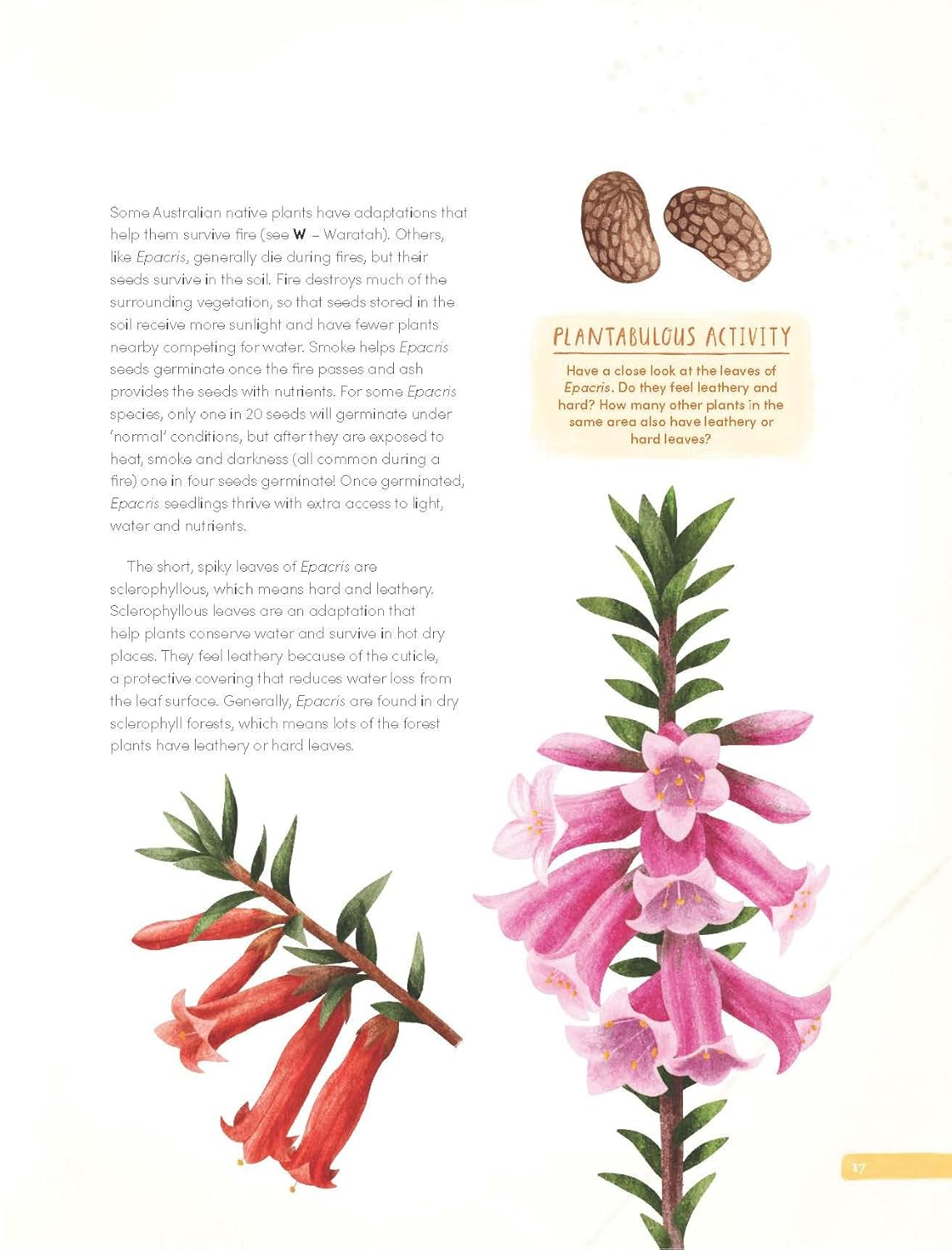 Plantabulous!: More a to Z of Australian Plants image number 1