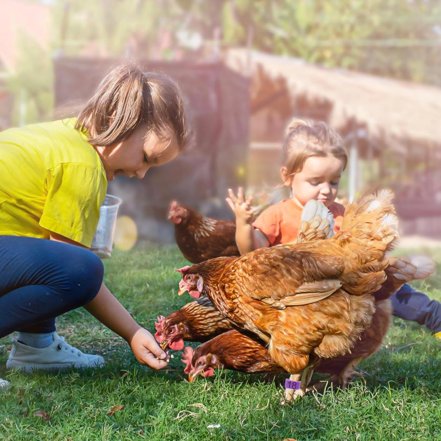 70 Pcs 20Mm Duck Leg Rings Colorful 01-70 Numbered Duck Identification Leg Bands, Duck Chicken Leg Tags Clip on Poultry Ankle Rings for Ducks Chicken Guinea Goose Gamefowl Turkey image number 4