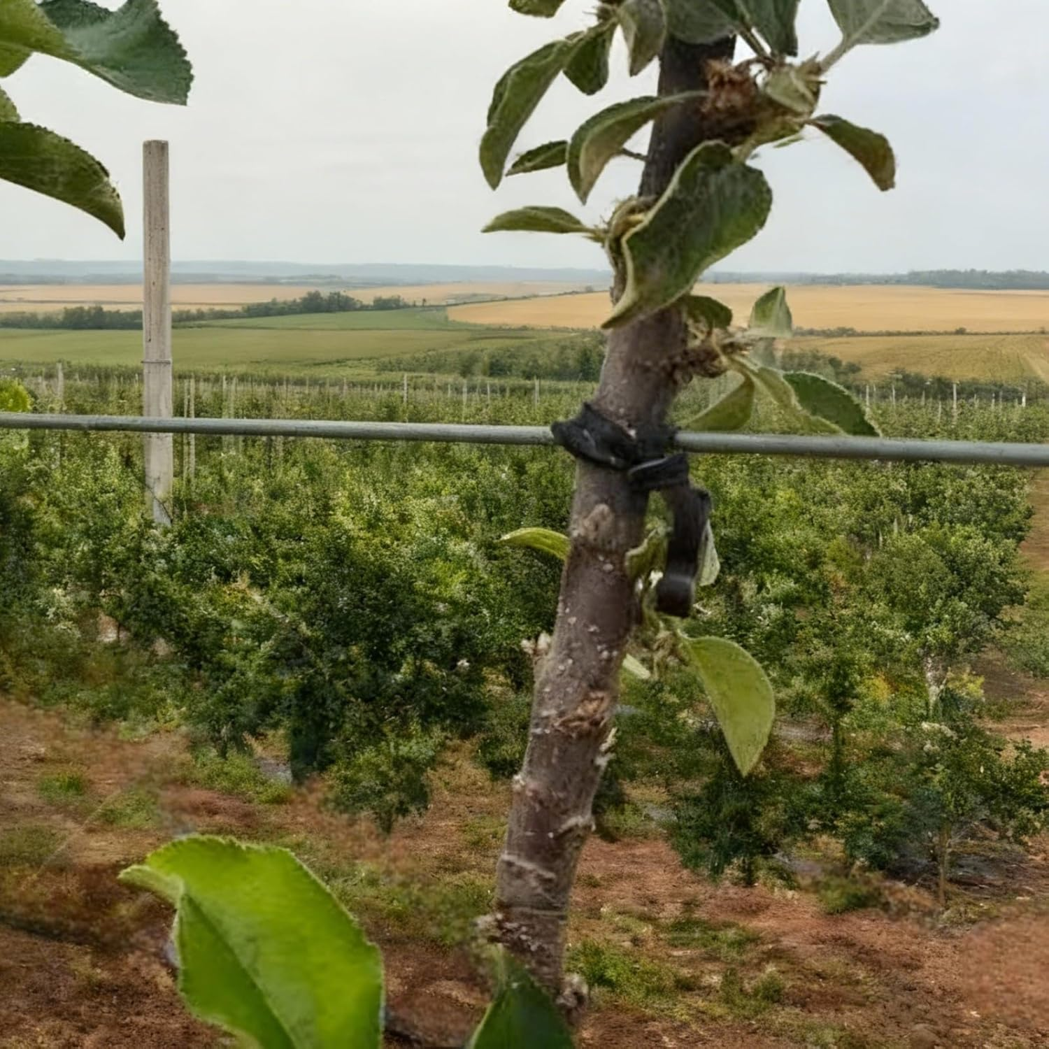 Garden Plant Ties, 50 Pack Soft Rubber Tree Support Clips, Black Reusable Stakes Trellis Fasteners image number 3