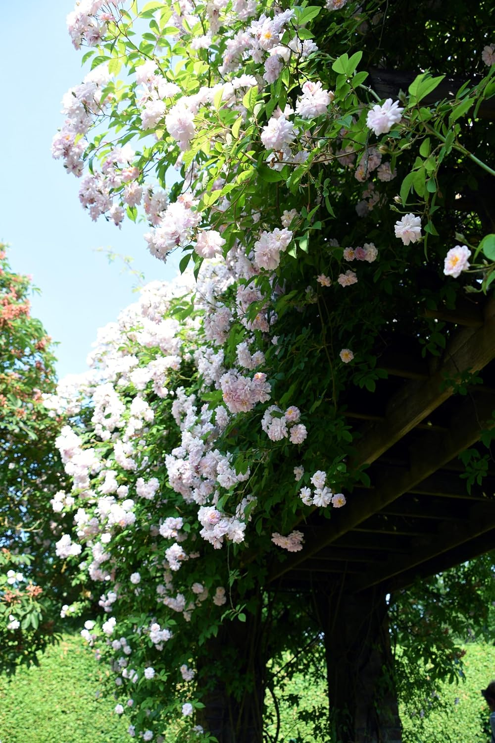 Okatsune 133: Leather Holster for Pruning Shears 103 ?And 104 image number 2