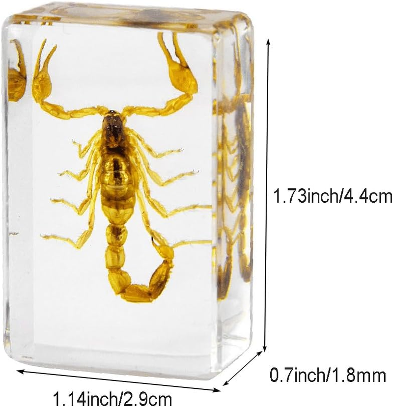 4Pcs Insect in Resin Specimen, Bug Preserved Specimen Collection Paperweights Resin Insects Various Insect Specimen for Office Office School Biology Science Teacher Education (Insect) image number 4