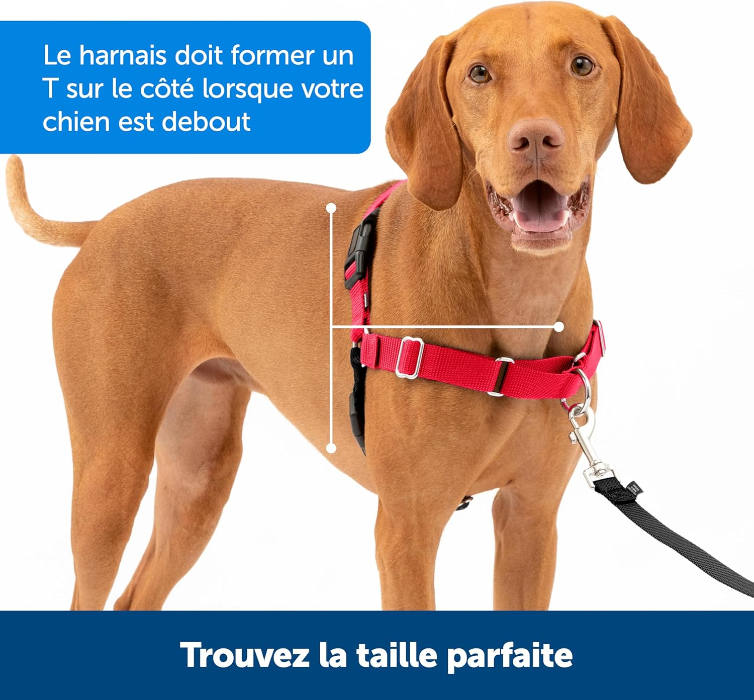 Petsafe Easy Walk Harness for Small/Medium/Large Dogs, Medium, Pink, 1.8 M Lead image number 1