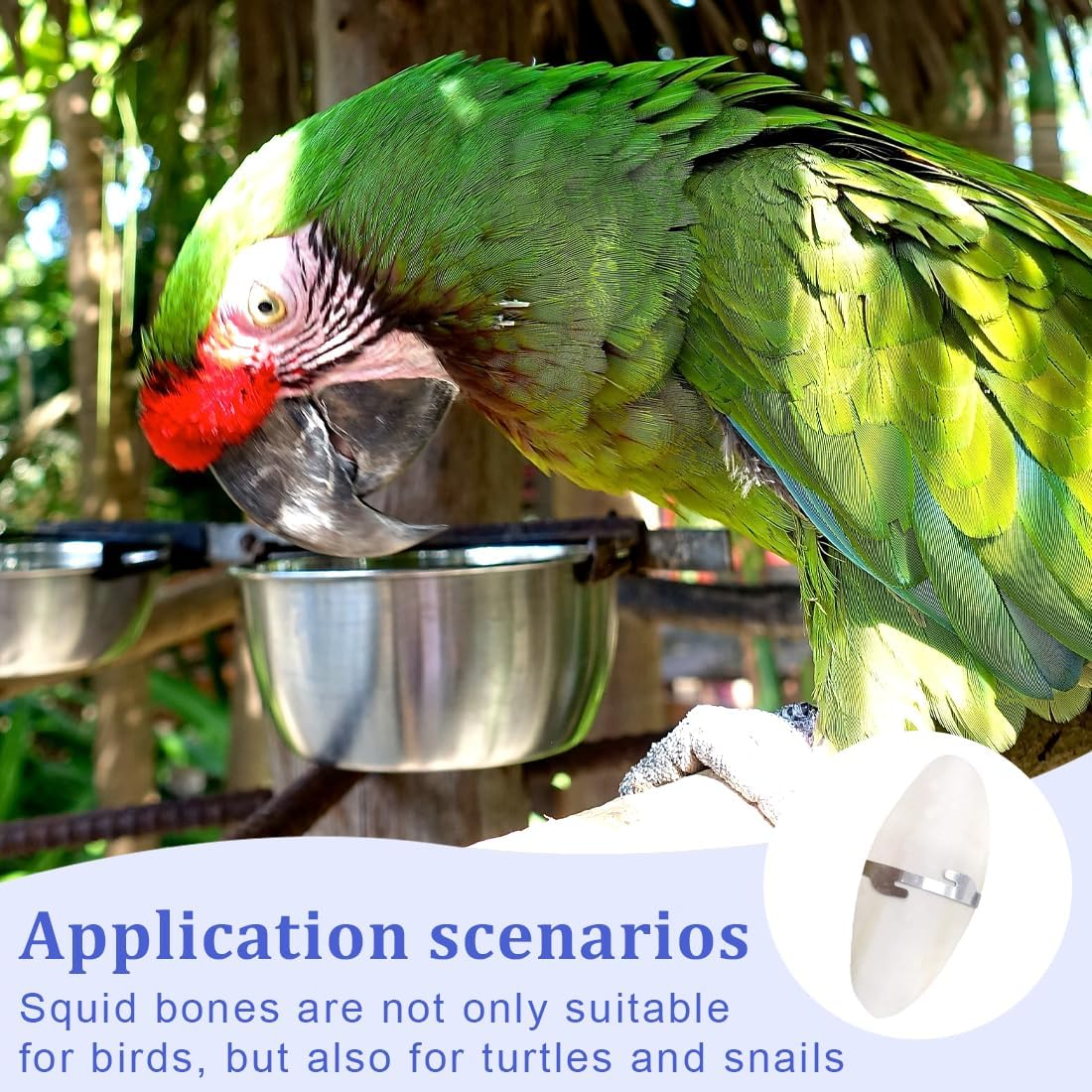 Pack of 2 Sepia Bowls Birds Chewing Toy Parrots Chew Toy Octopus Sepia Bones with 2 Pieces Metal Holder for Turtles Birds Snails 15 Cm image number 5