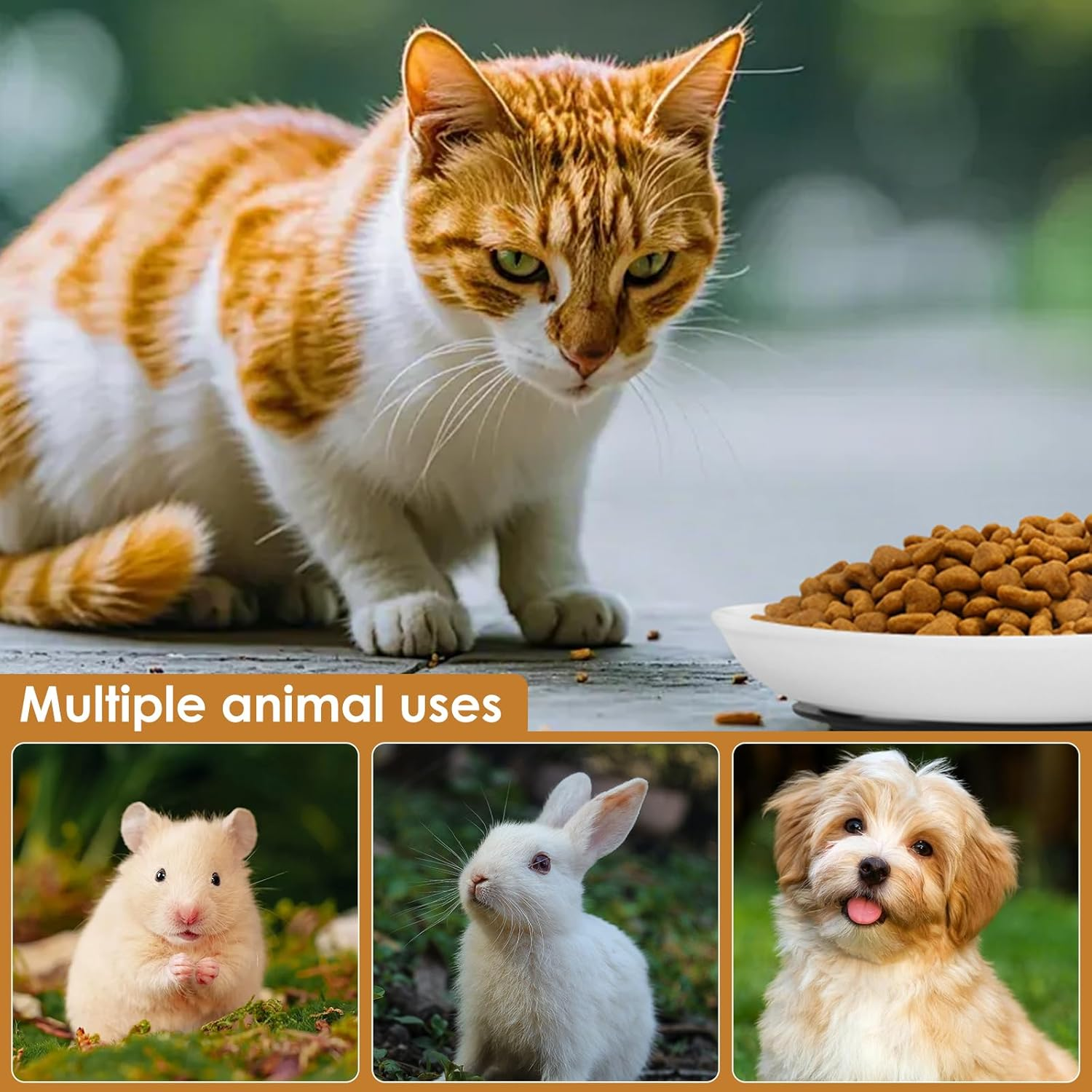 2/4Pcs Pet Plate, Raised Cat Food Bowl Ceramic Cat Dishes with Nonslip Silicone Base Pad Shallow Wide Kitten Bowls for Wet/Dry Food Indoor Pets (White 01) - White 01 image number 3