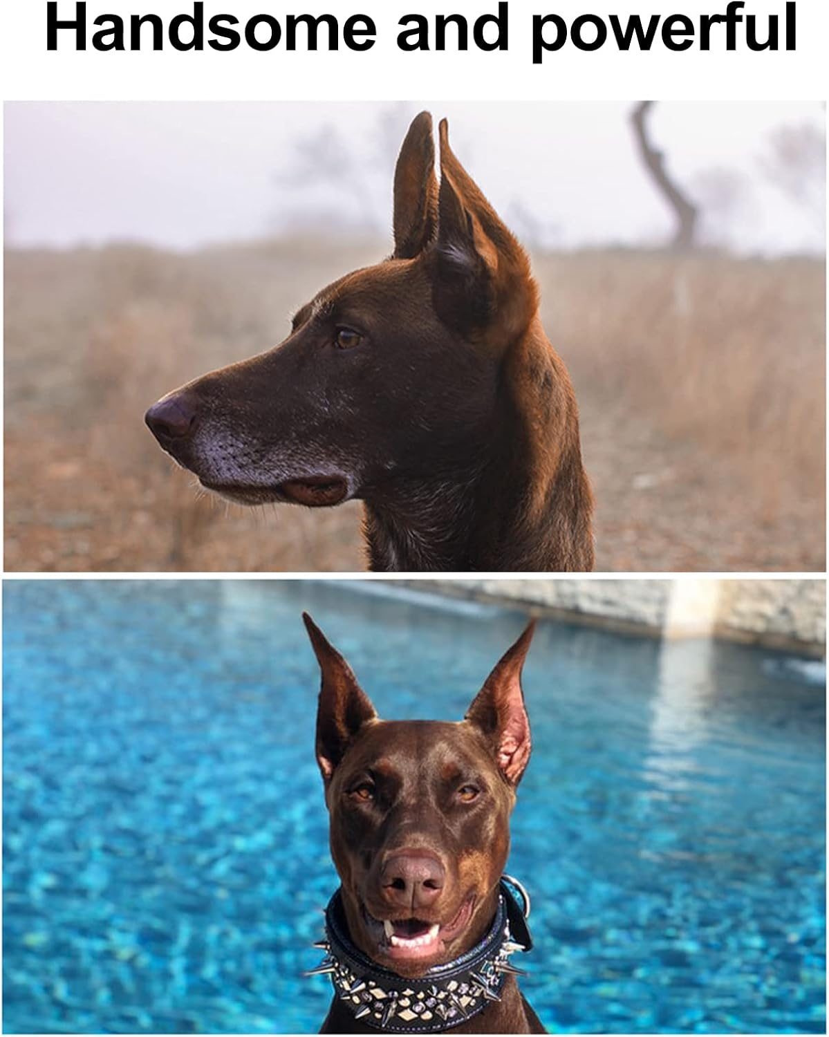 Dog Ear Stand Sticker up Support Tool, Dog Ear Cover Ear Stand up for Dogs Dog Ear Fixed Correction Vertical Holder Doberman Ear Posting Kit for Doberman Pinscher Dog Samoyed Great Dane/5 image number 4