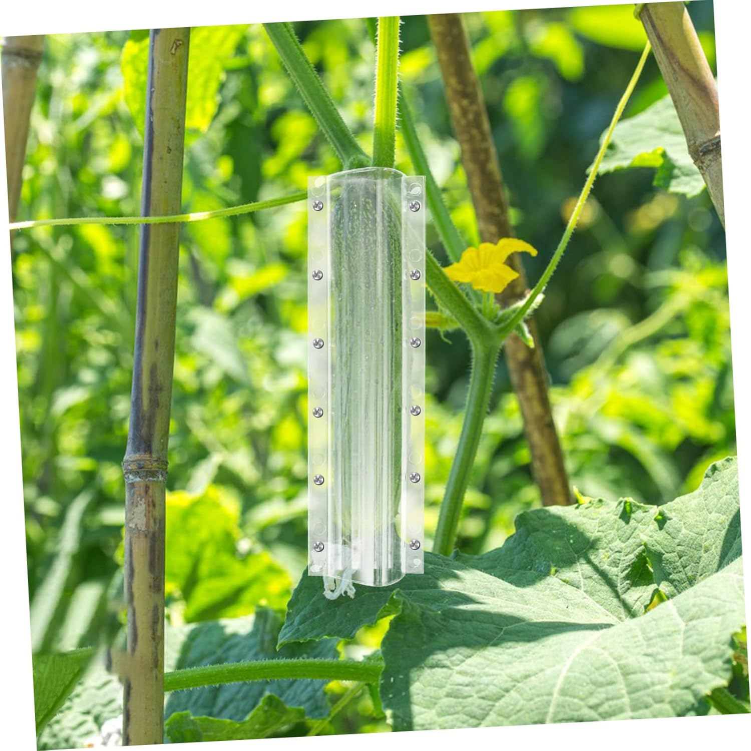 BESPORTBLE 4Pcs Reusable Vegetable Shaping Molds Fruit Growing Molds Melon Ginseng Fruit DIY Gardening Tools for Boys and Girls Adults image number 1