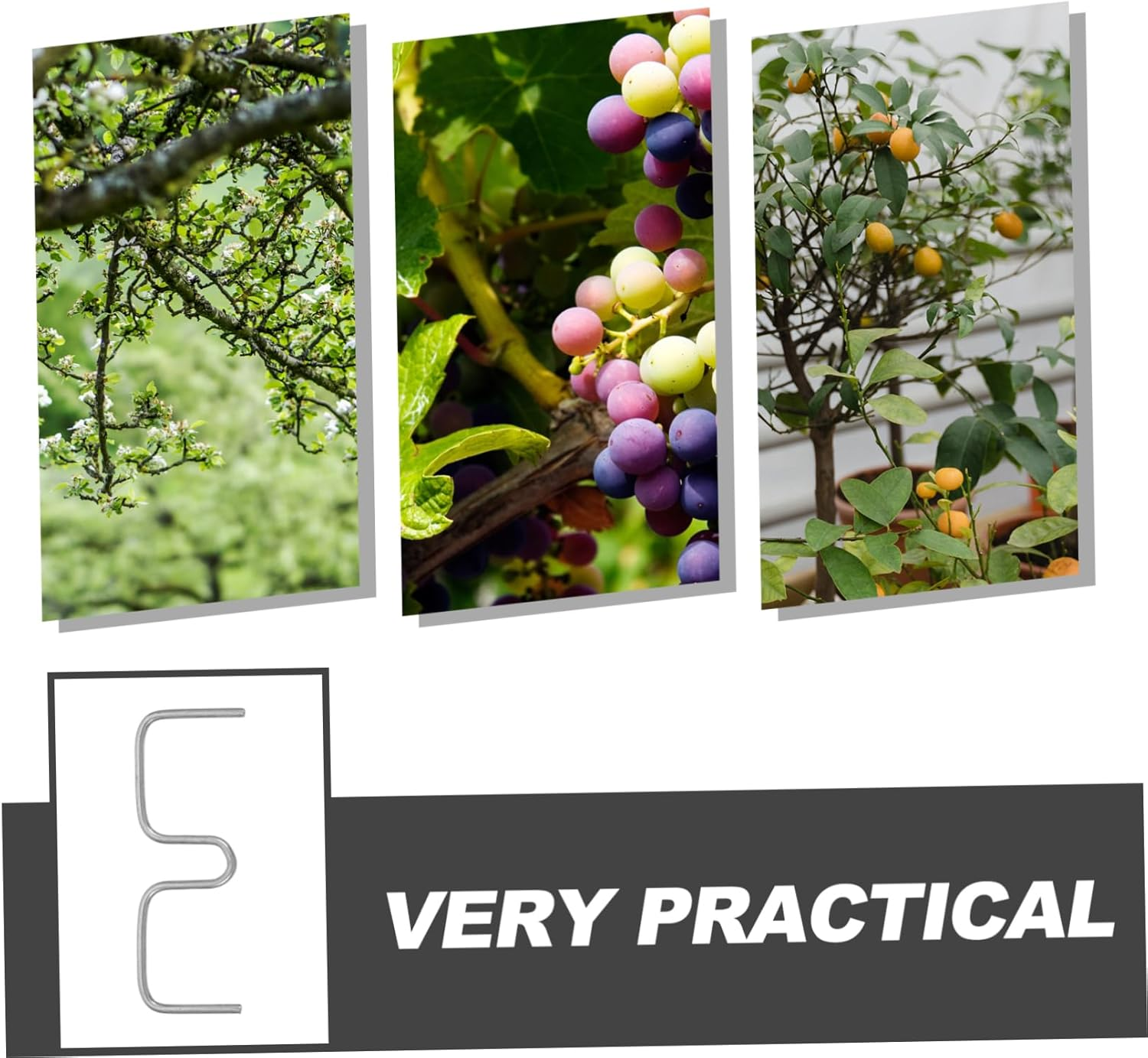 CAXUSD Plant Branch Spreader Clips Set for Apple Trees and Roses 8Cm M Shape 50 Count Gardening Twig Support Tools for Bending and Shaping Branches image number 6