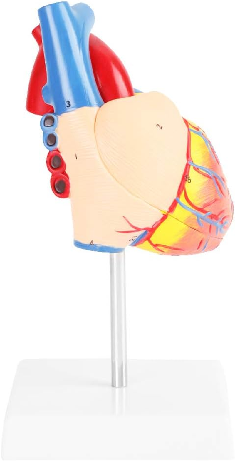 Heart Model, 491G with Base Life Size Anatomical Heart Model, Anatomical Study for Education image number 2
