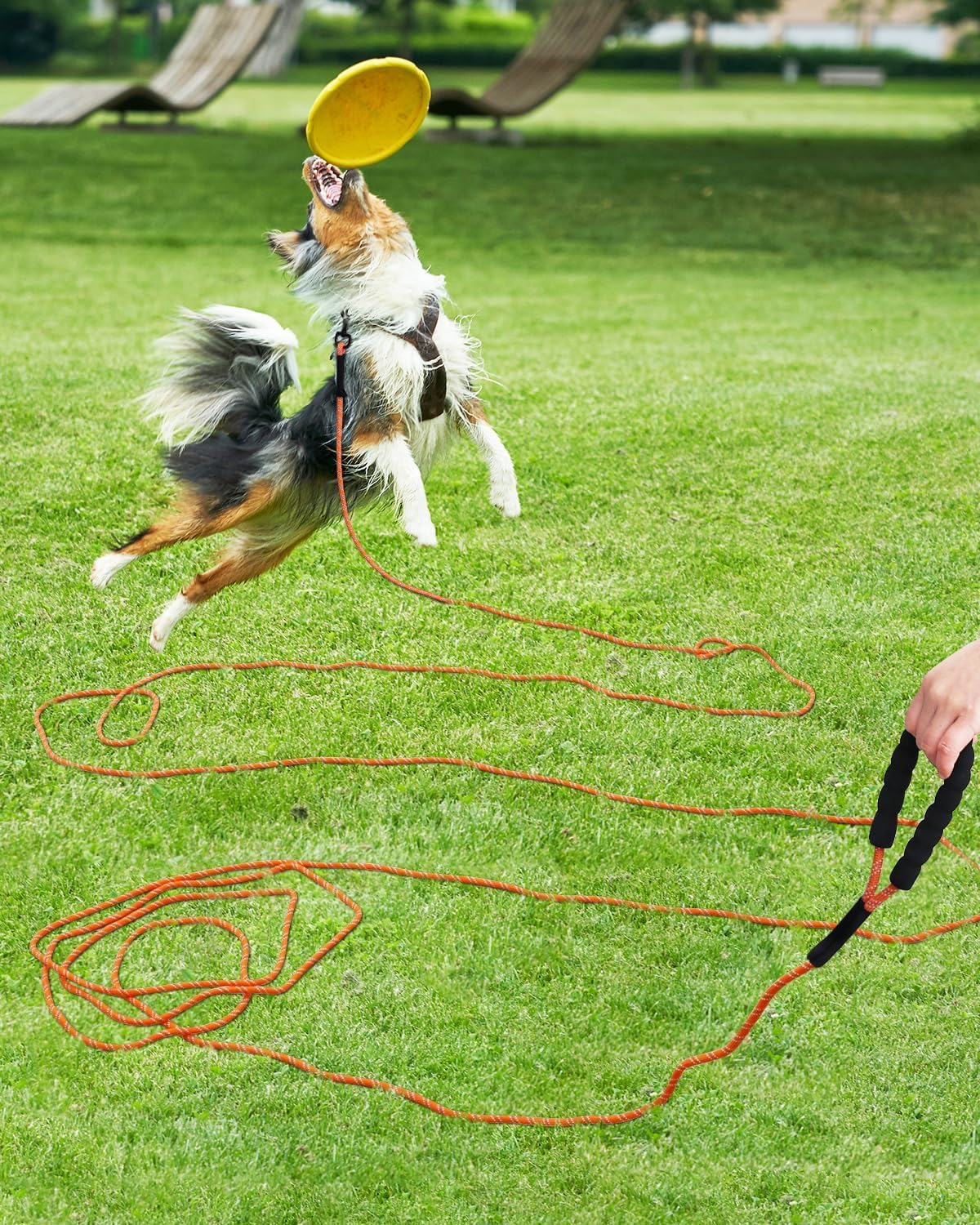 30FT Dog Leash with Training Clicker &ndash; Recall Dog Lead for Training, Walking, Camping &ndash; Durable Nylon with Padded Handle, Reflective Stitching, for Small, Medium & Large Dogs (Orange, 30FT) image number 2