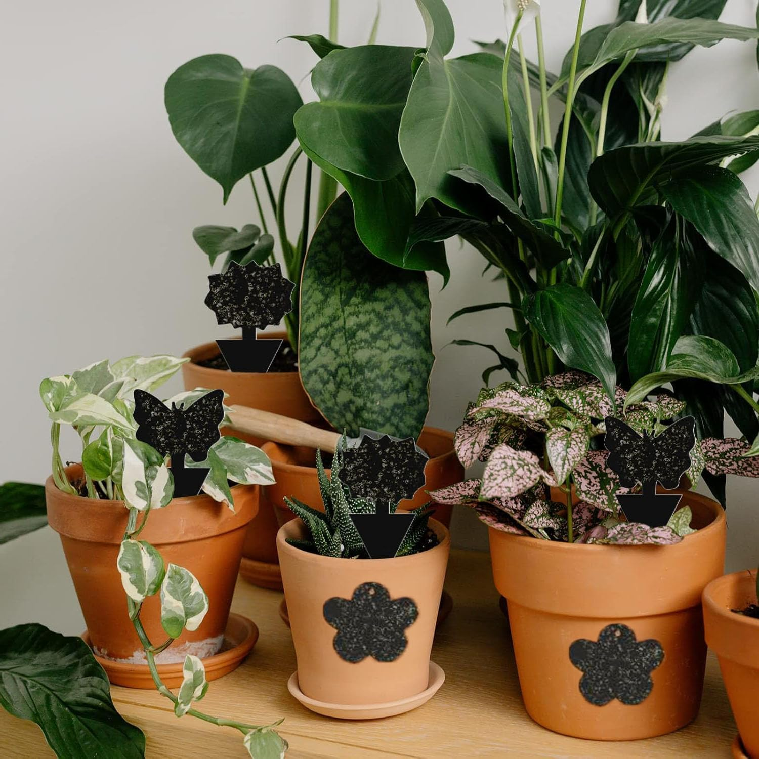 50 Pack Sticky Dual-Sided Gnat Traps,Fruit Fly Trap with Punch Hole,Fungus Gnat Non-Toxic and Odorless for Mosquitoes,Houseplant, Garden,With Twist Ties and Small Shovel (Black) image number 1