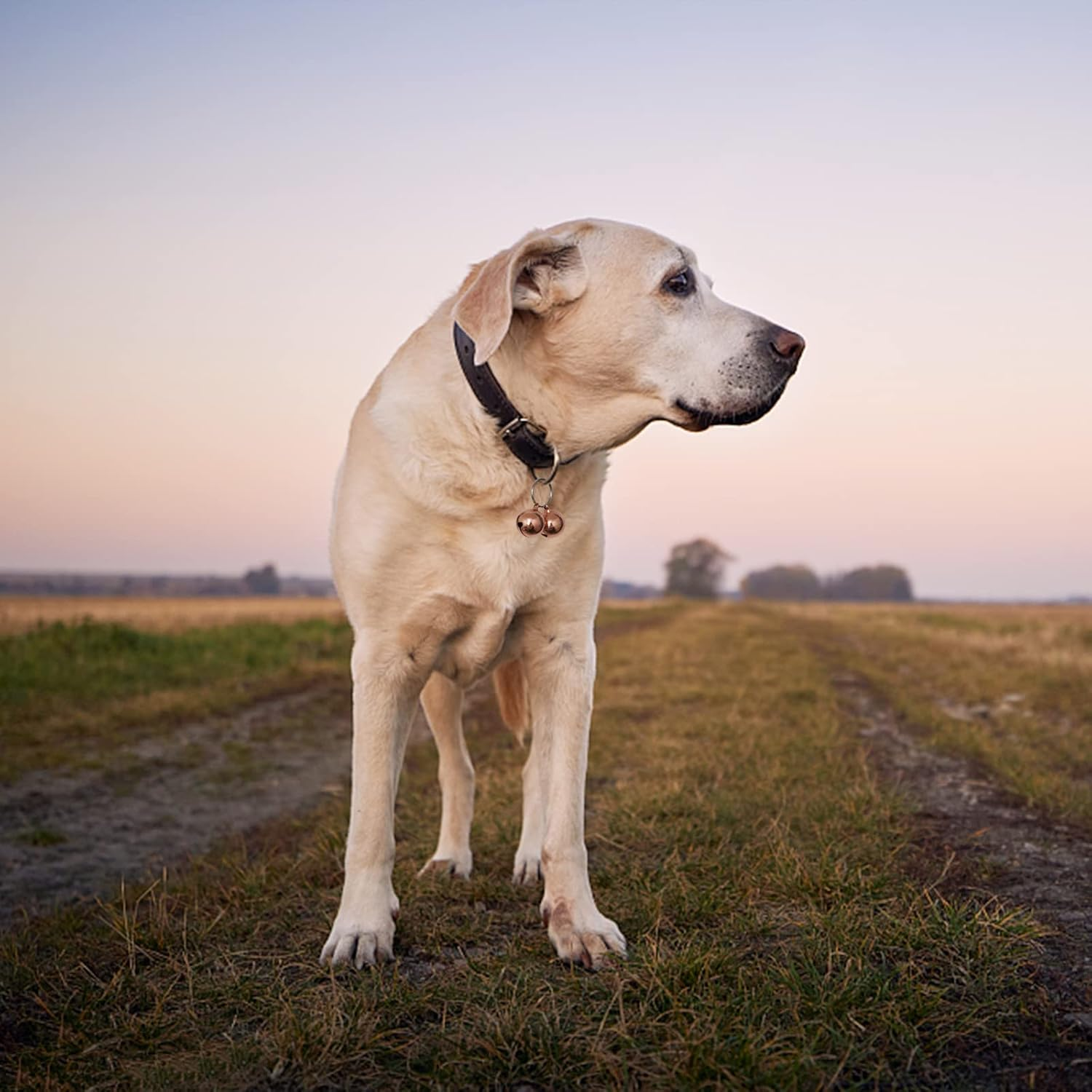 SJANE 4 Pack Cat & Dog Copper Bells - Pet Tracker Training | Pet Collar Accessories | save Birds & Wildlife image number 6