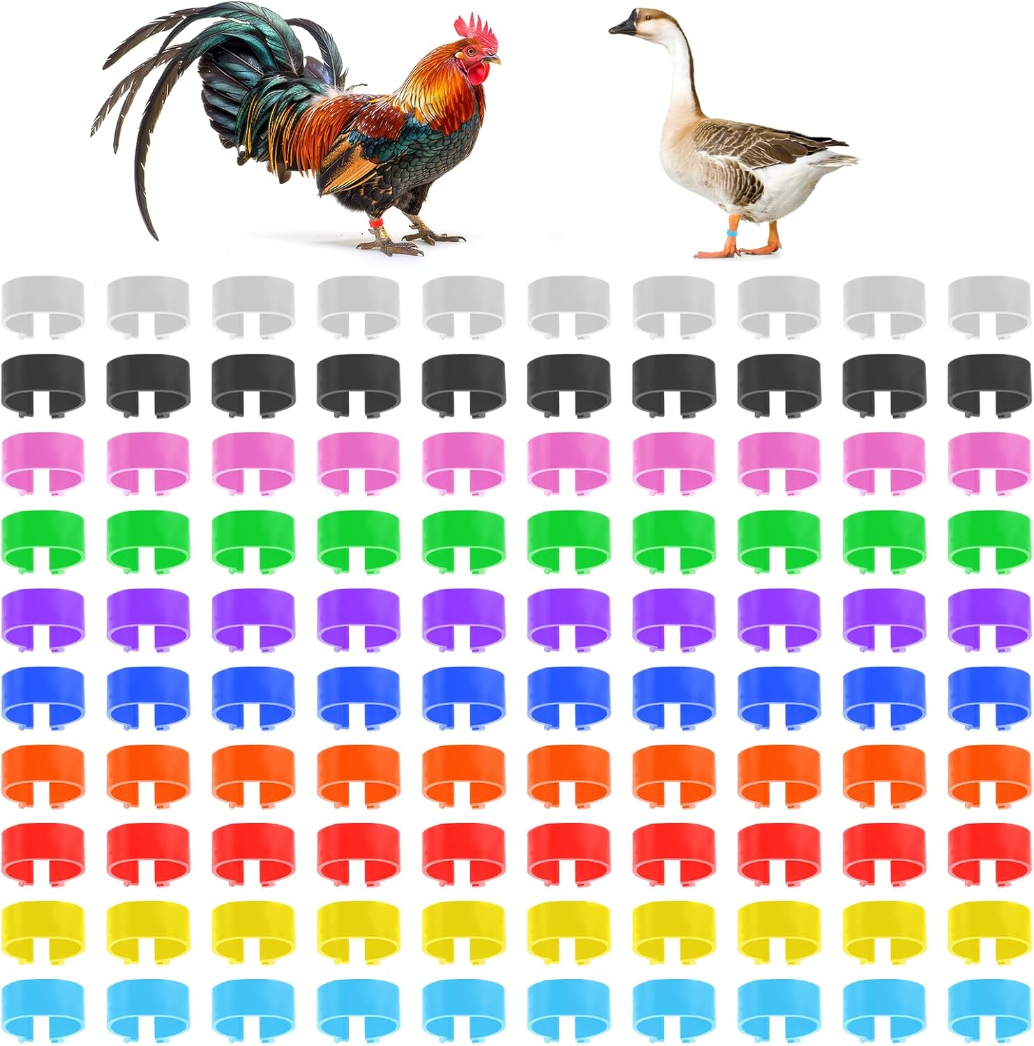 Chicken Leg Bands, 100 Pcs Chicken Leg Rings Identification Band 10 Colors Chick Tags for Legs Poultry Foot Rings Legs Bands for Poultry Identification (16Mm)